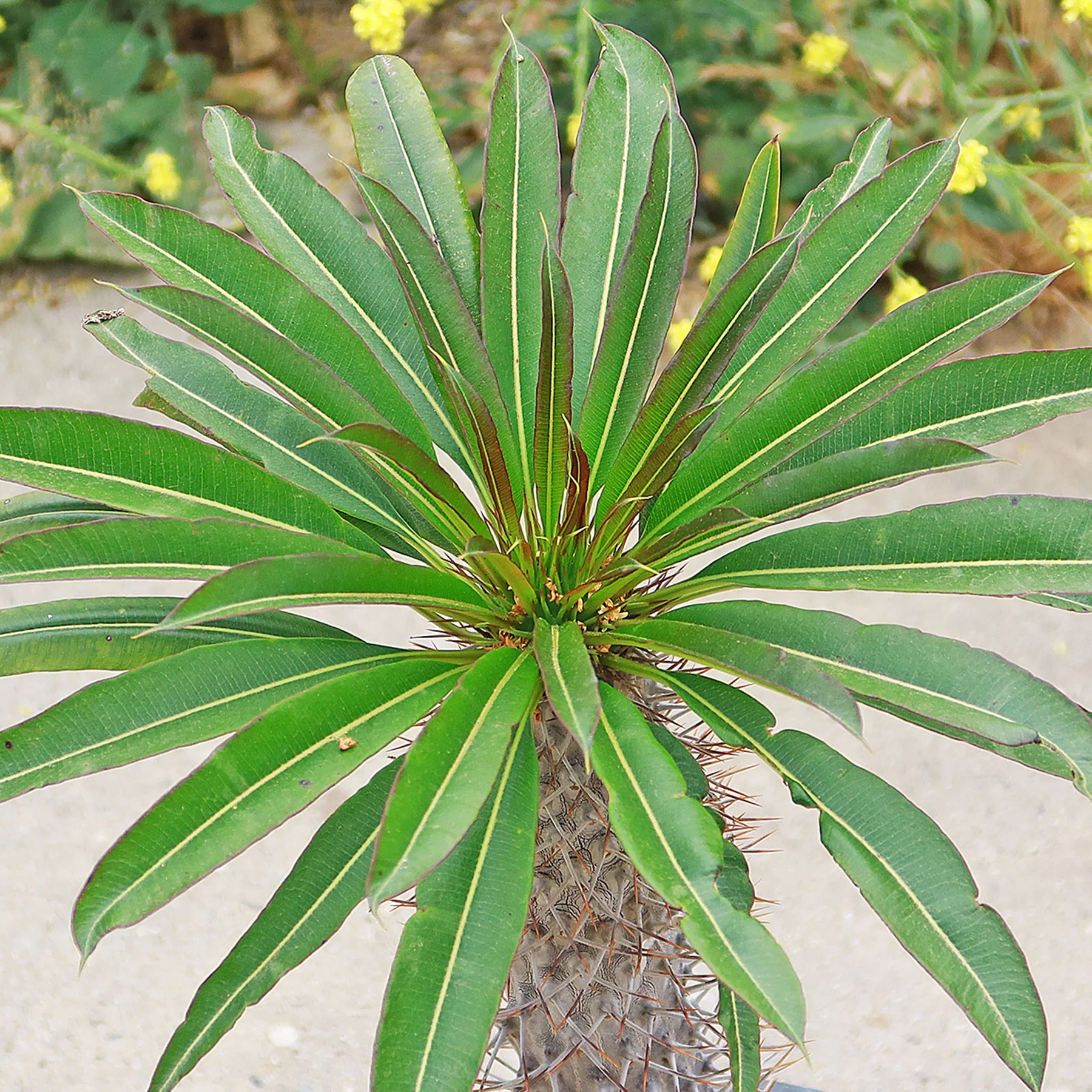 Madagascar Palm Plant - Pachypodium lamerei