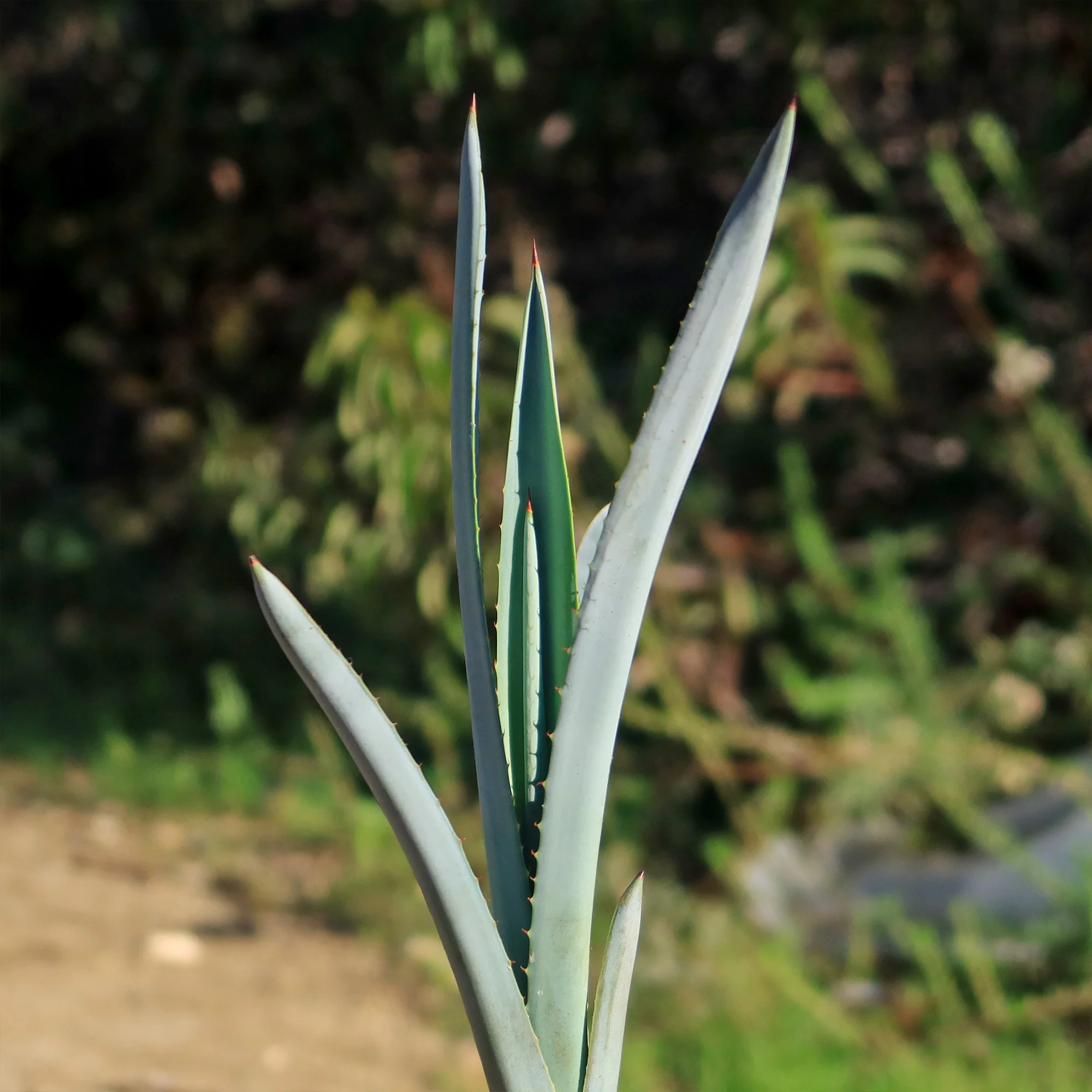 Blue agave - Agave Tequilana 'Tequila Plant'