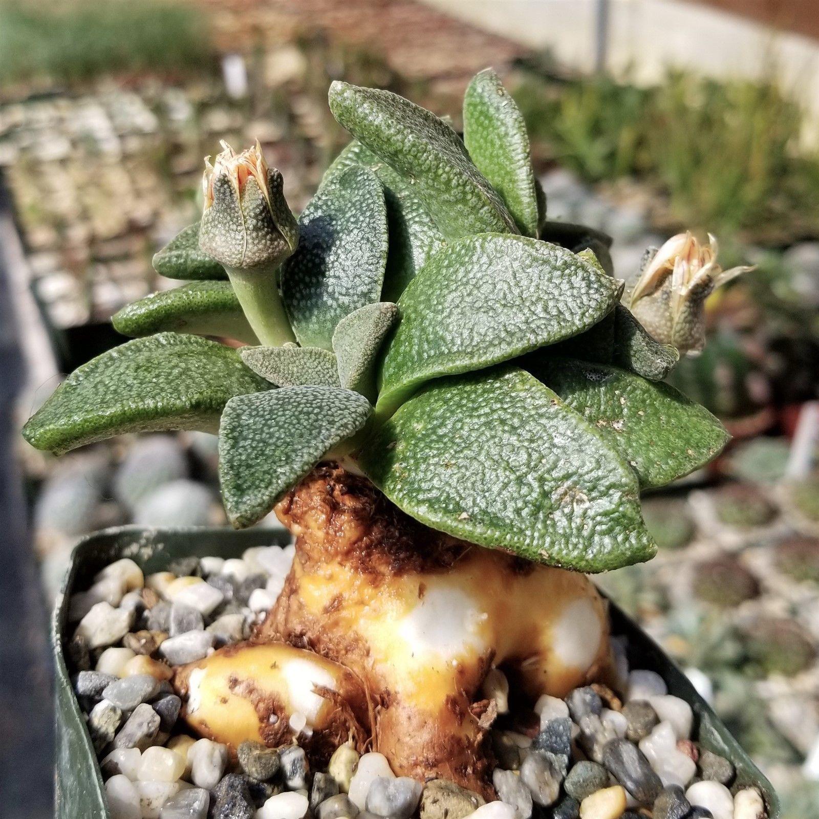 Aloinopsis rubrolineata