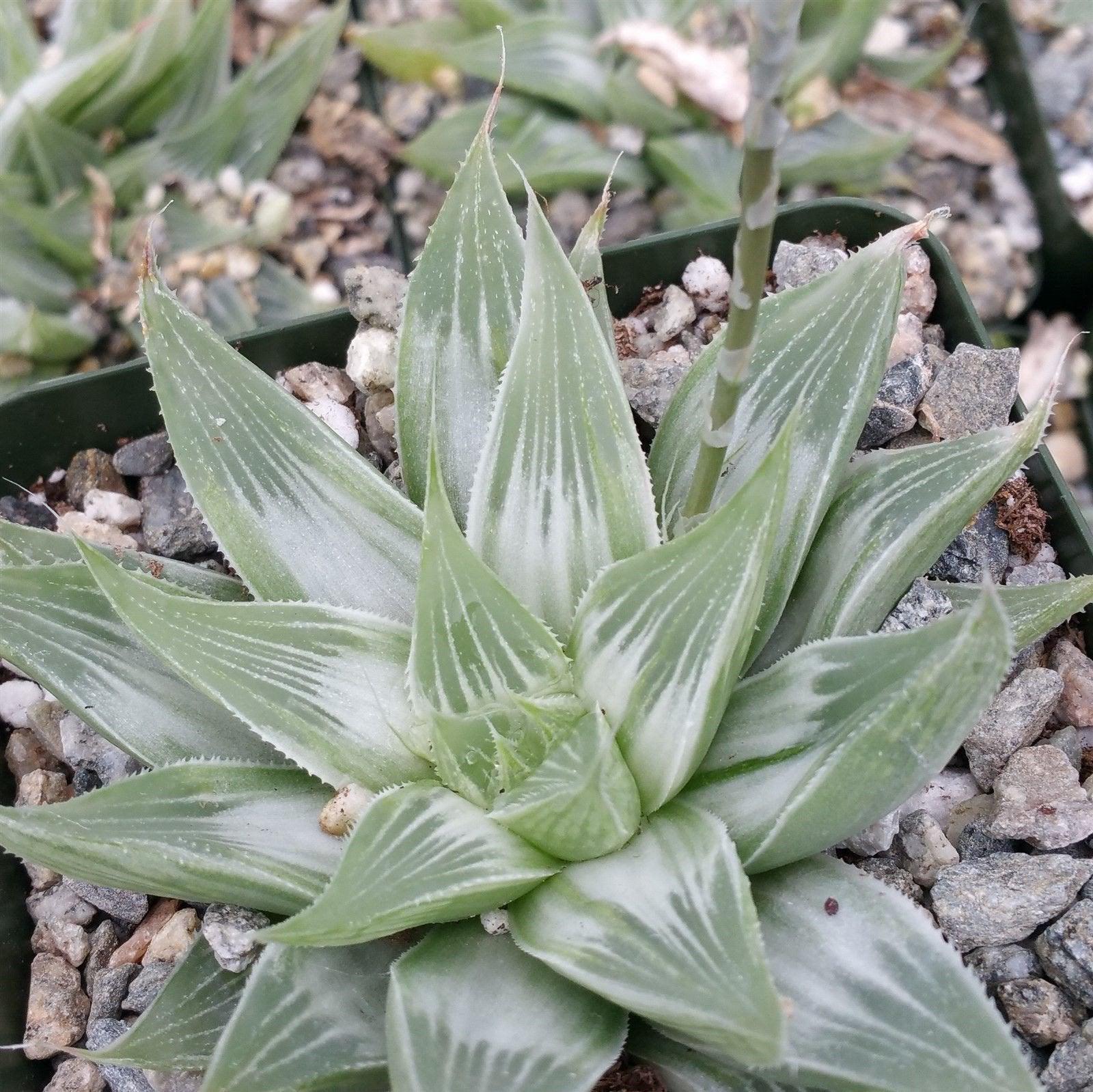 Haworthia  White Ghost