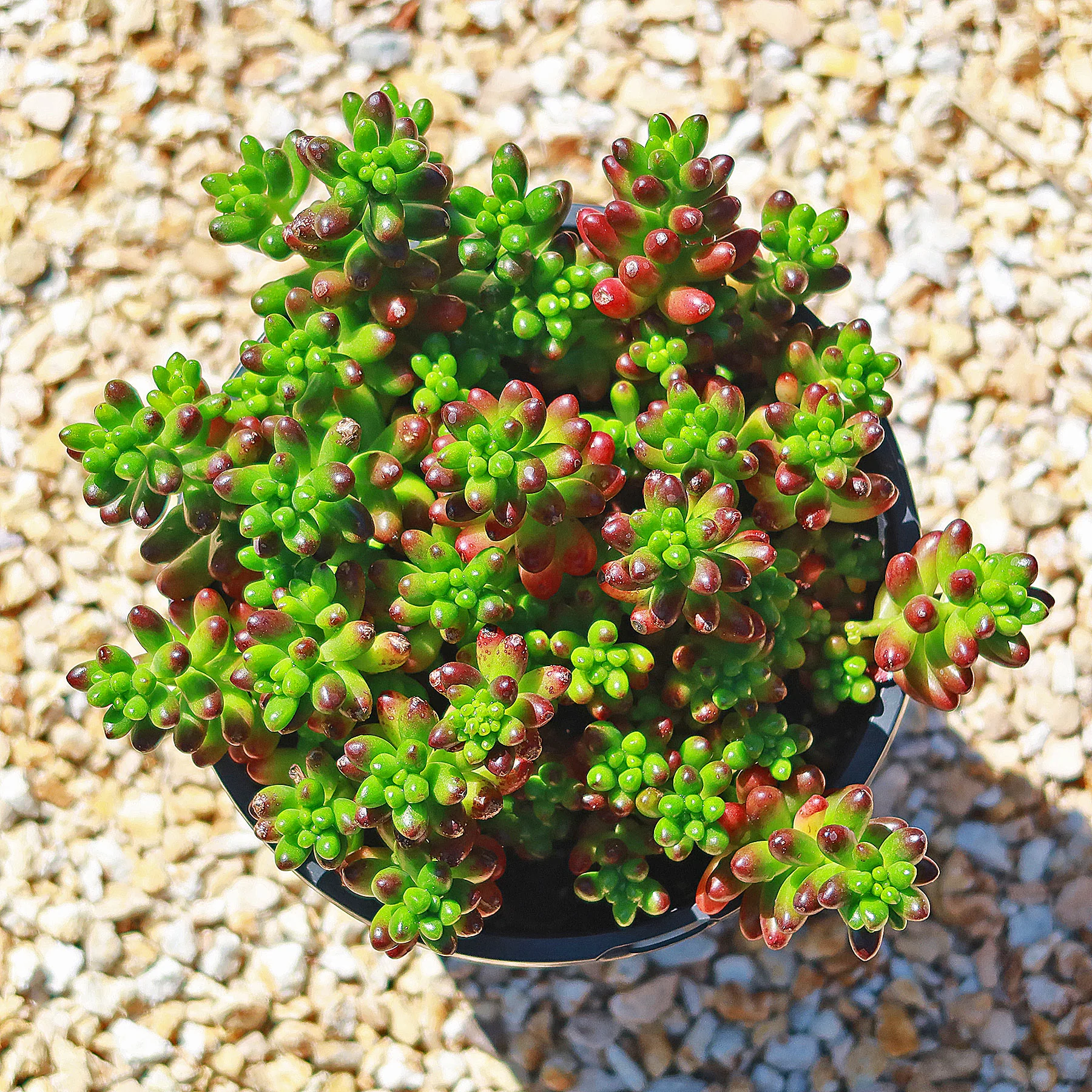 Jelly Bean Succulent 'Sedum rubrotinctum'