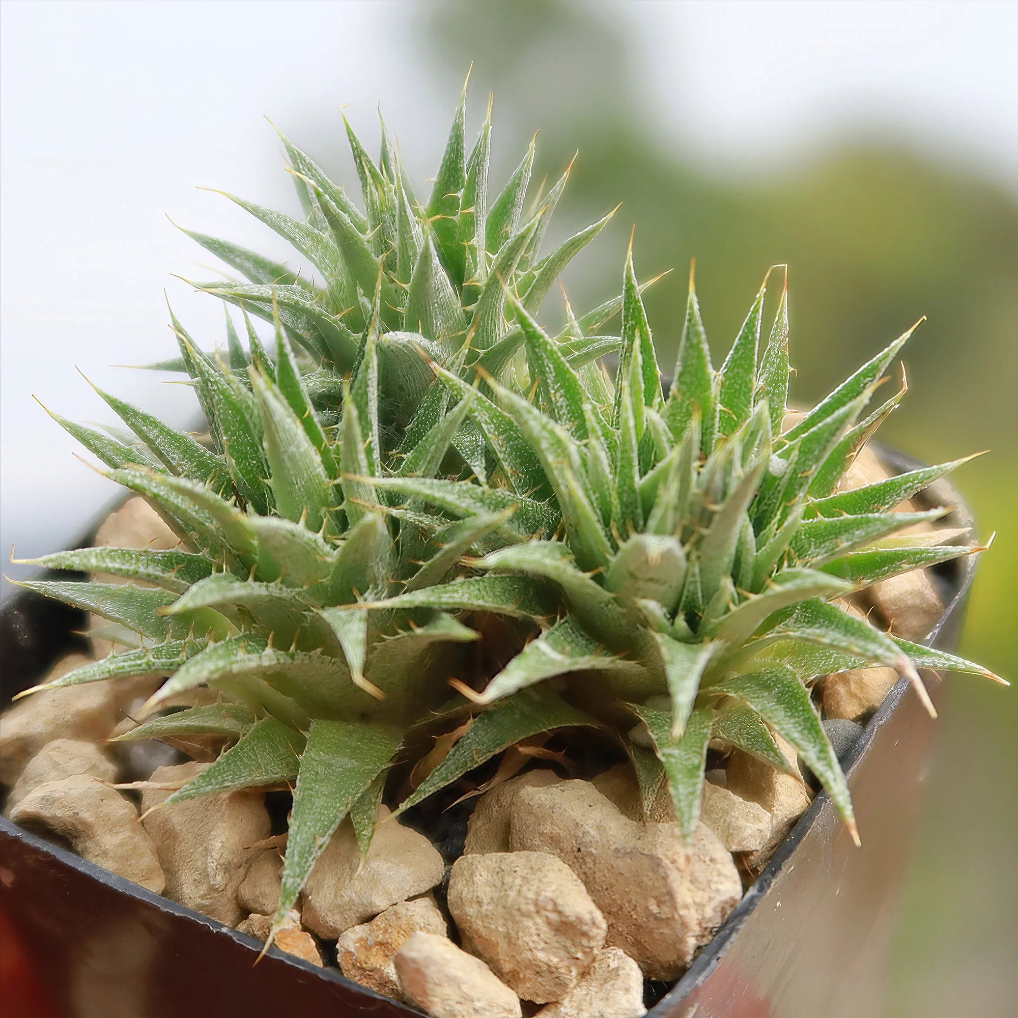 Abromeitiella chlorantha