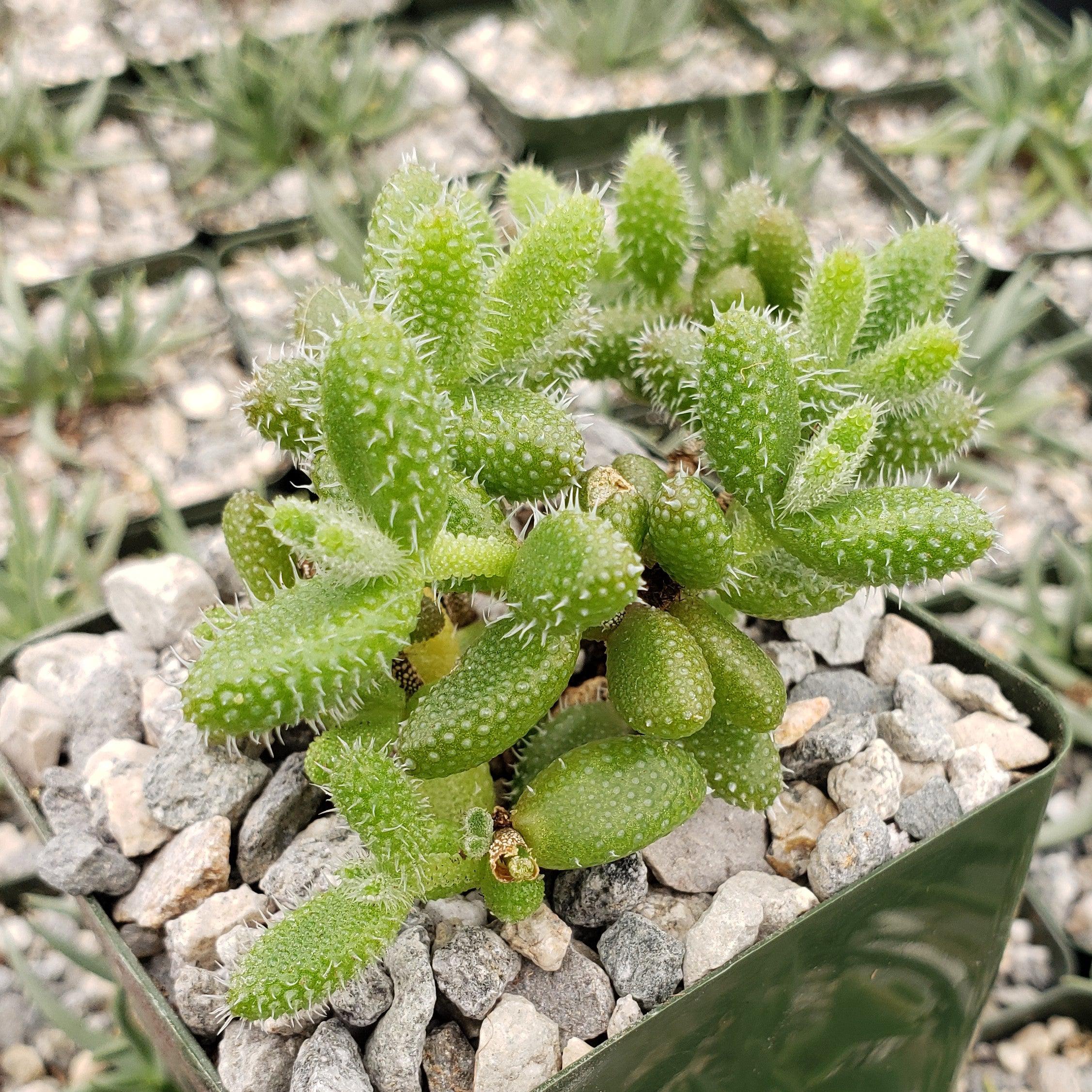 Pickle Plant ��Delosperma echinatum��