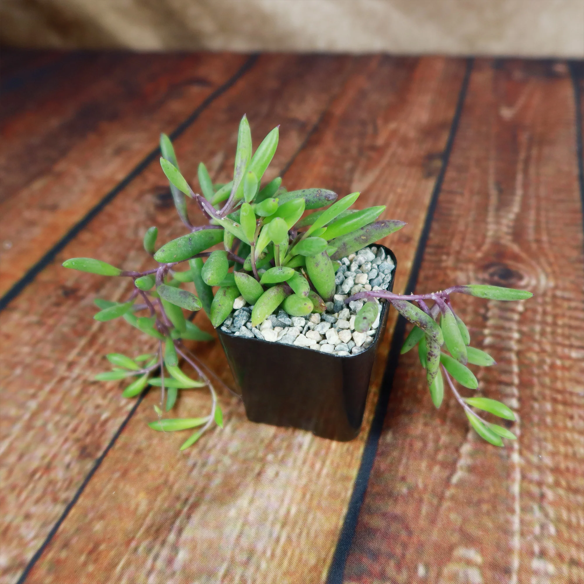 Ruby Necklace Plant 'Othonna capensis'