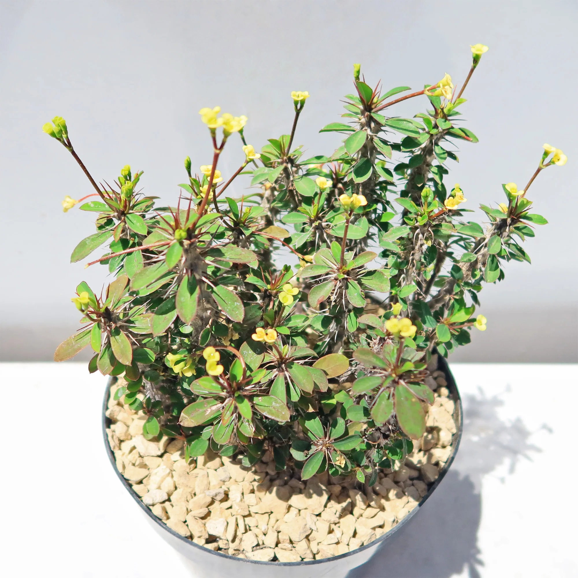 Euphorbia milii Yellow �C Crown of Thorns
