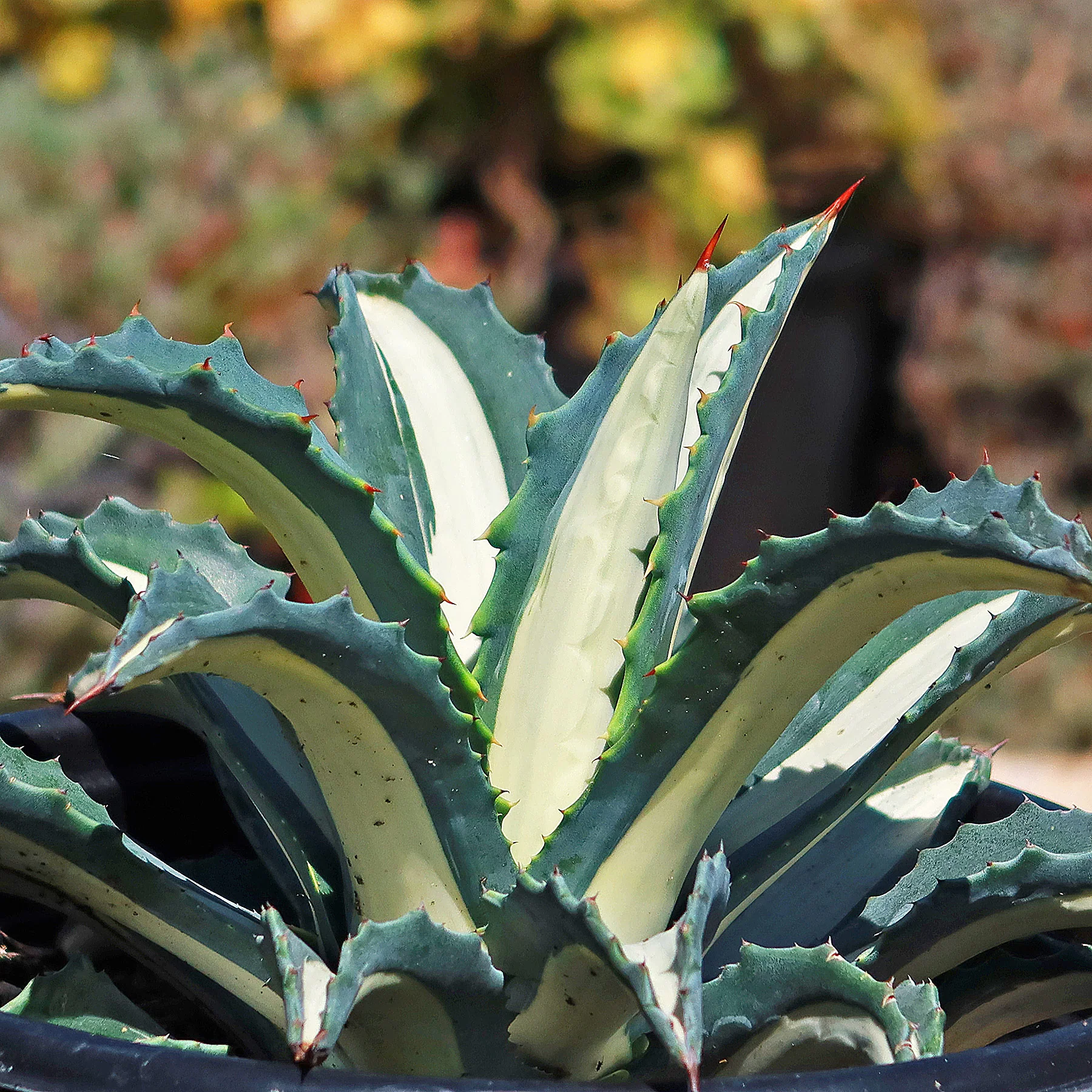 Agave mediopicta alba �C White Striped Century Plant