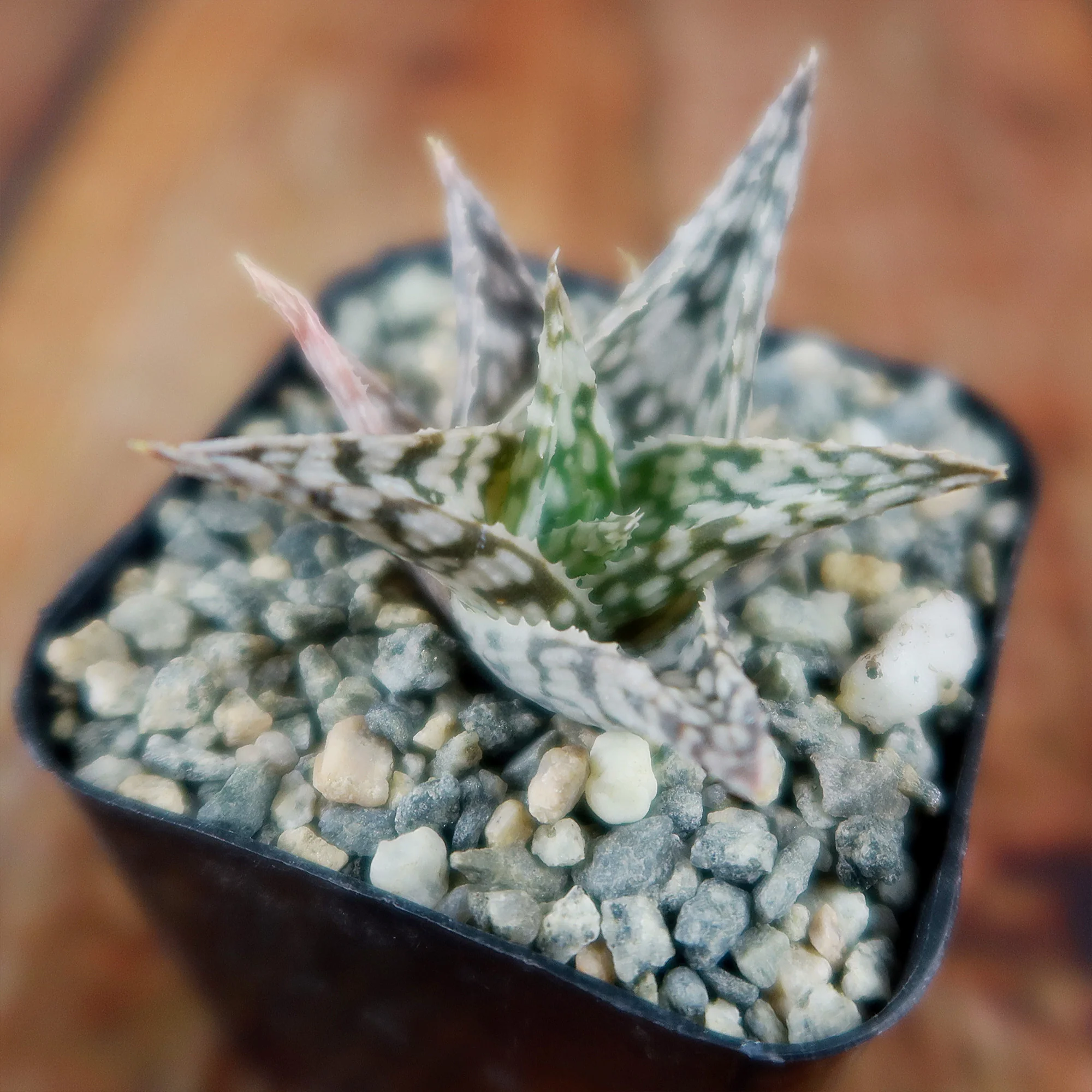 Aloe ��Blizzard��