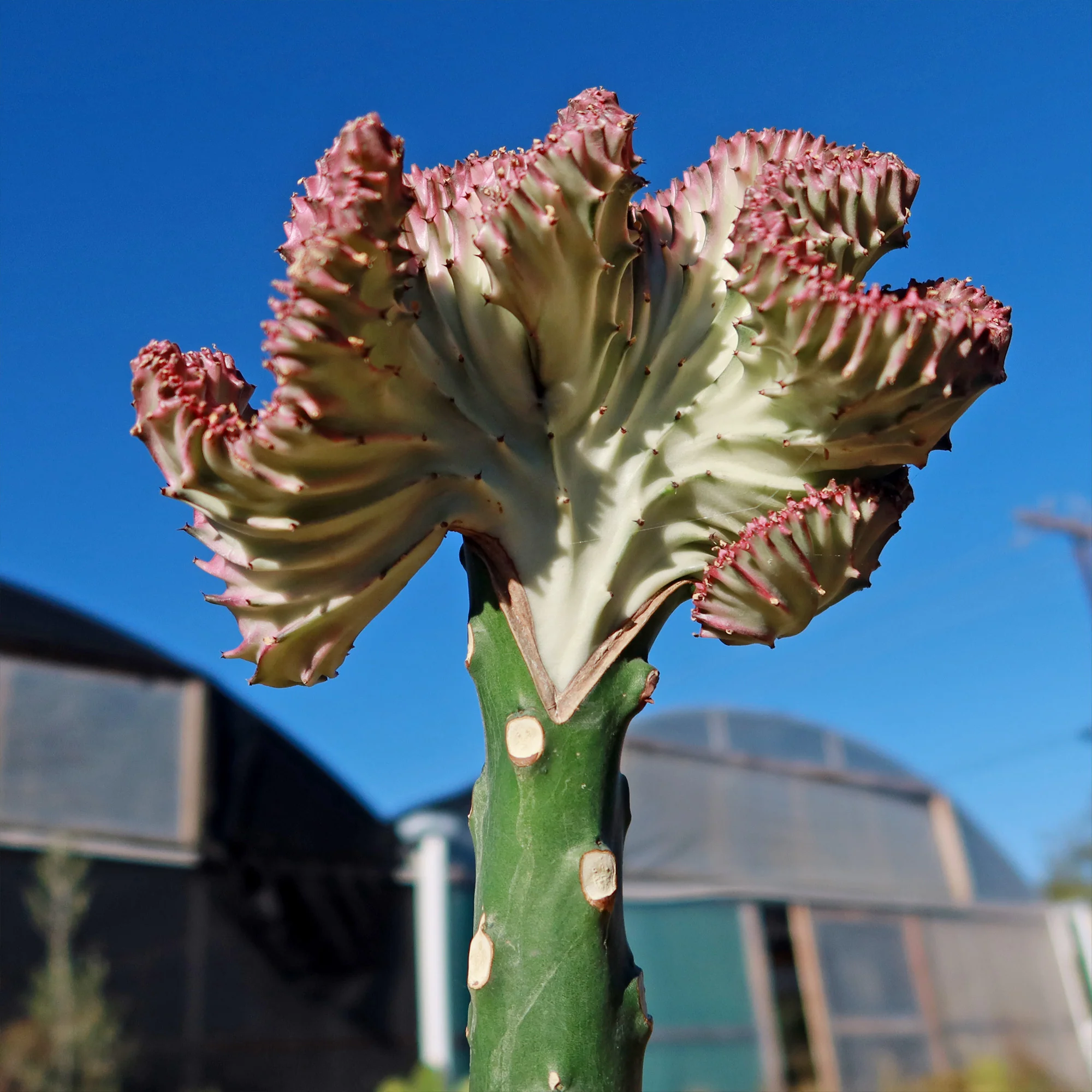 Grafted Euphorbia lactea crest