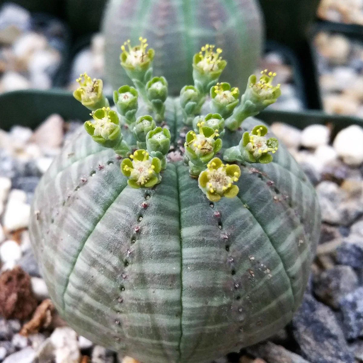 Baseball Plant 'Euphorbia obesa'