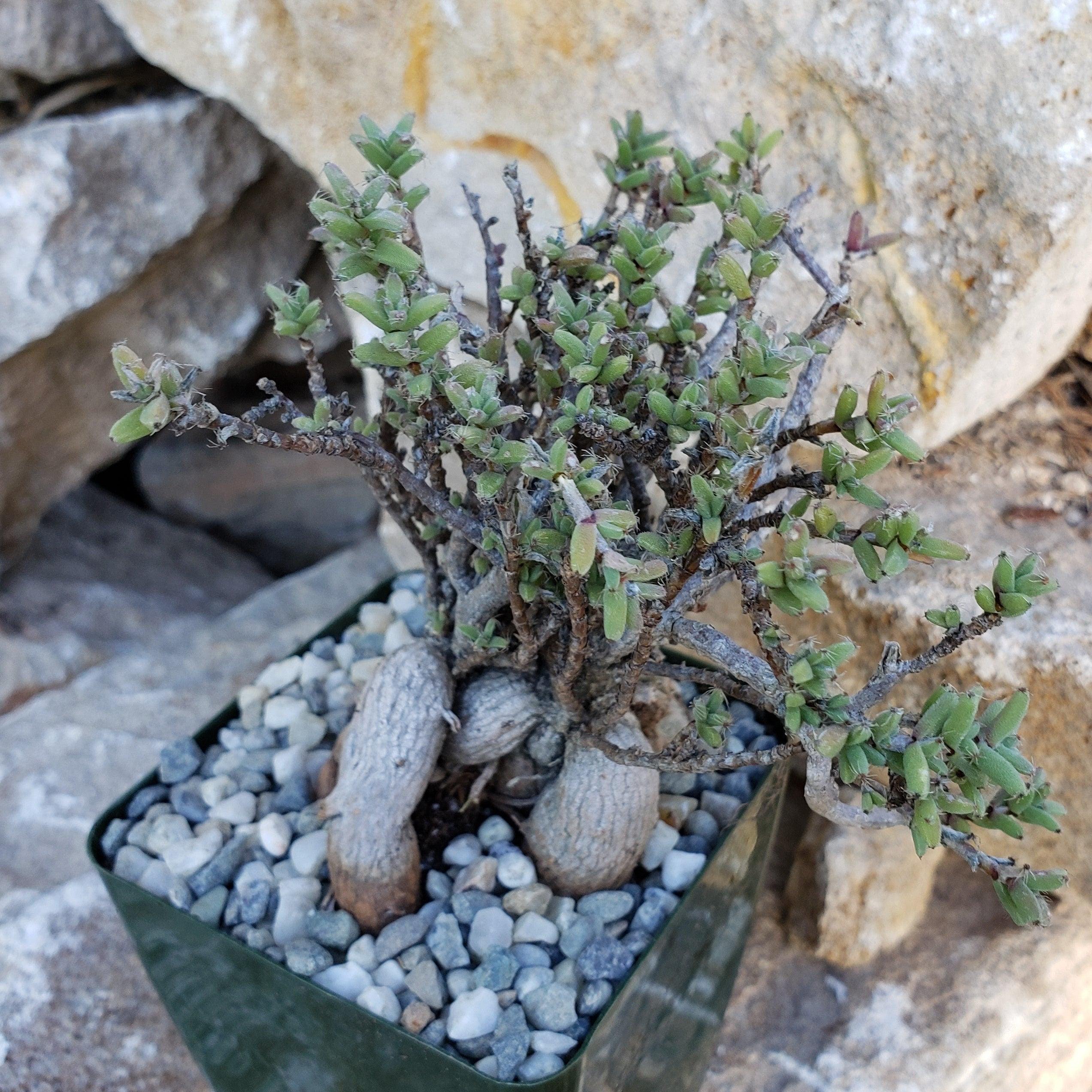 Trichodiadema bulbosom