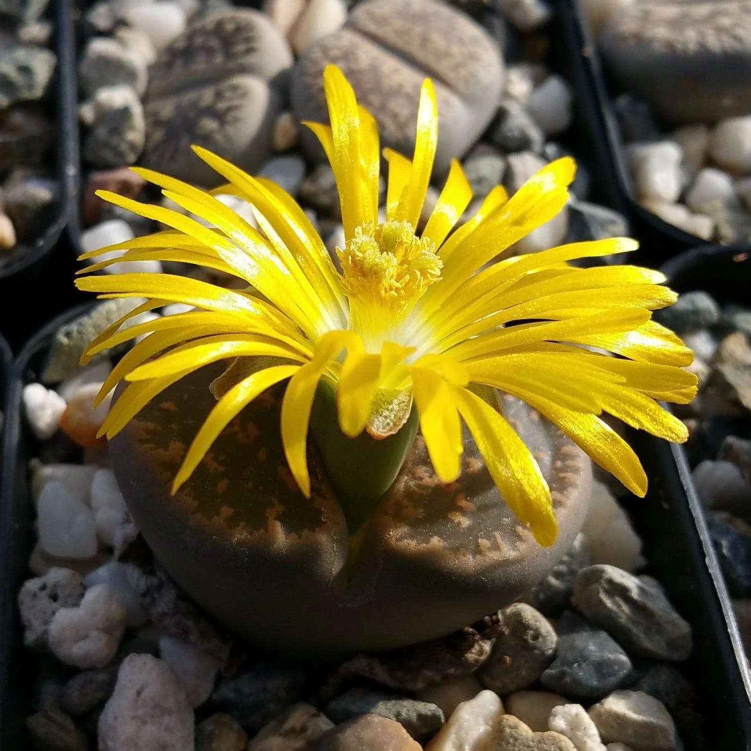 Lithops living stones