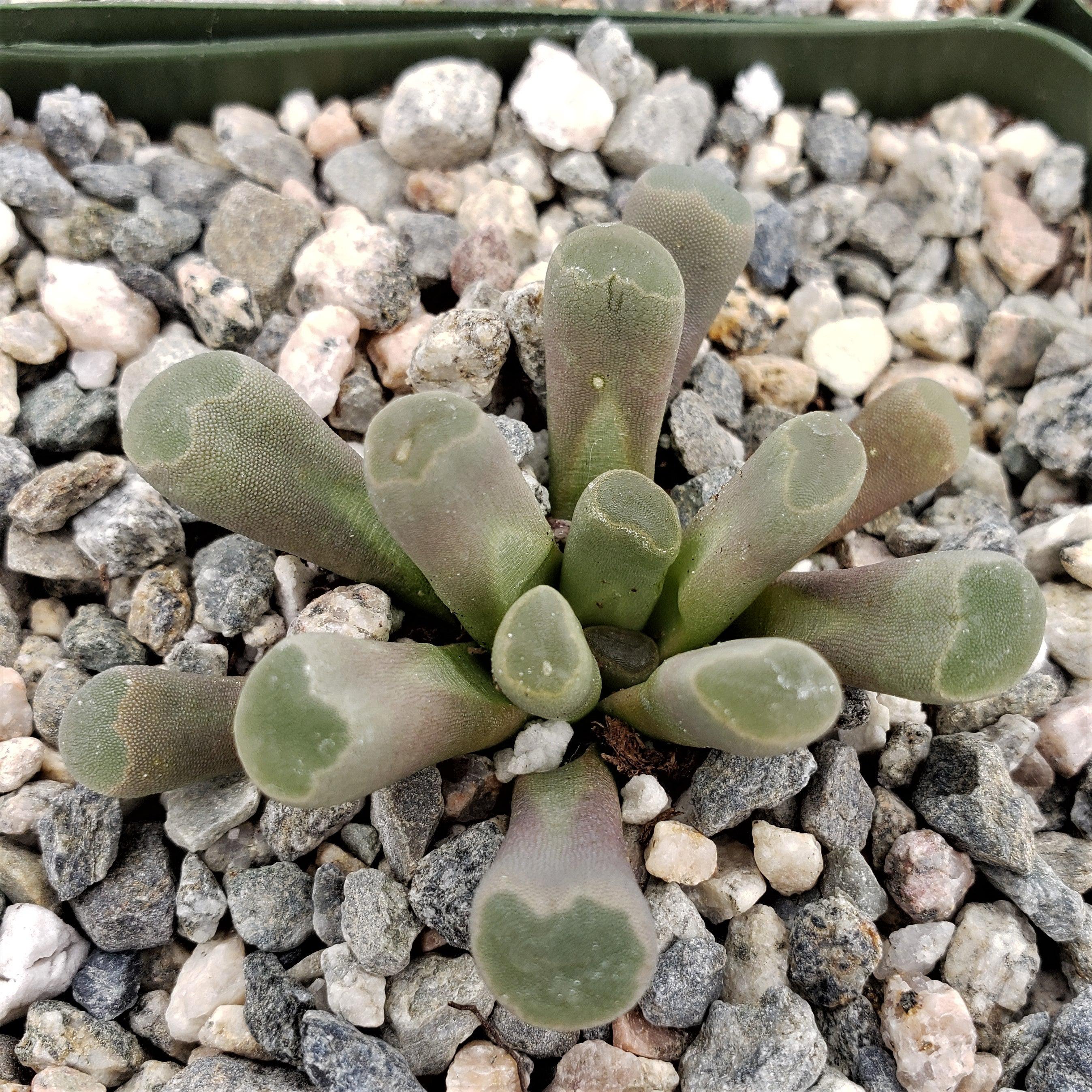 Fairy Elephant's Feet - Frithia Pulchra