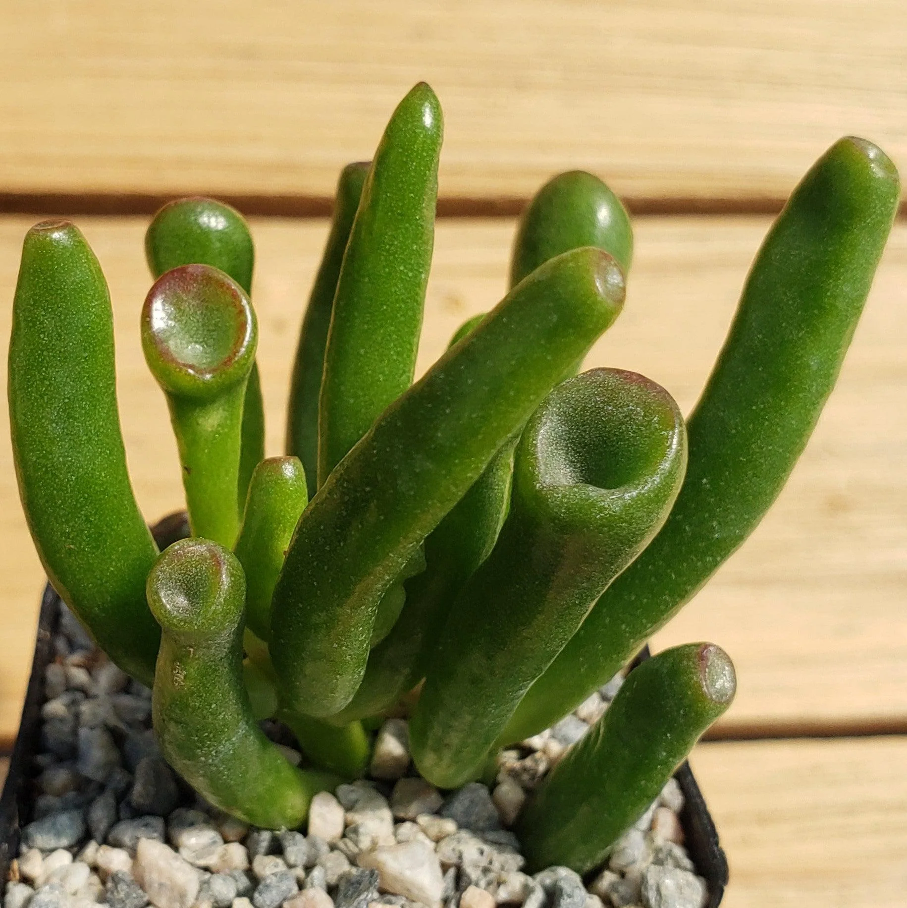 ET Fingers-Shrek Ears 'Crassula ovata Gollum Jade'