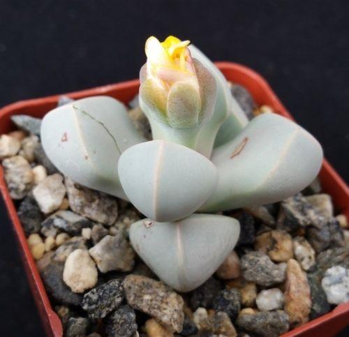 Lapidaria margarethae