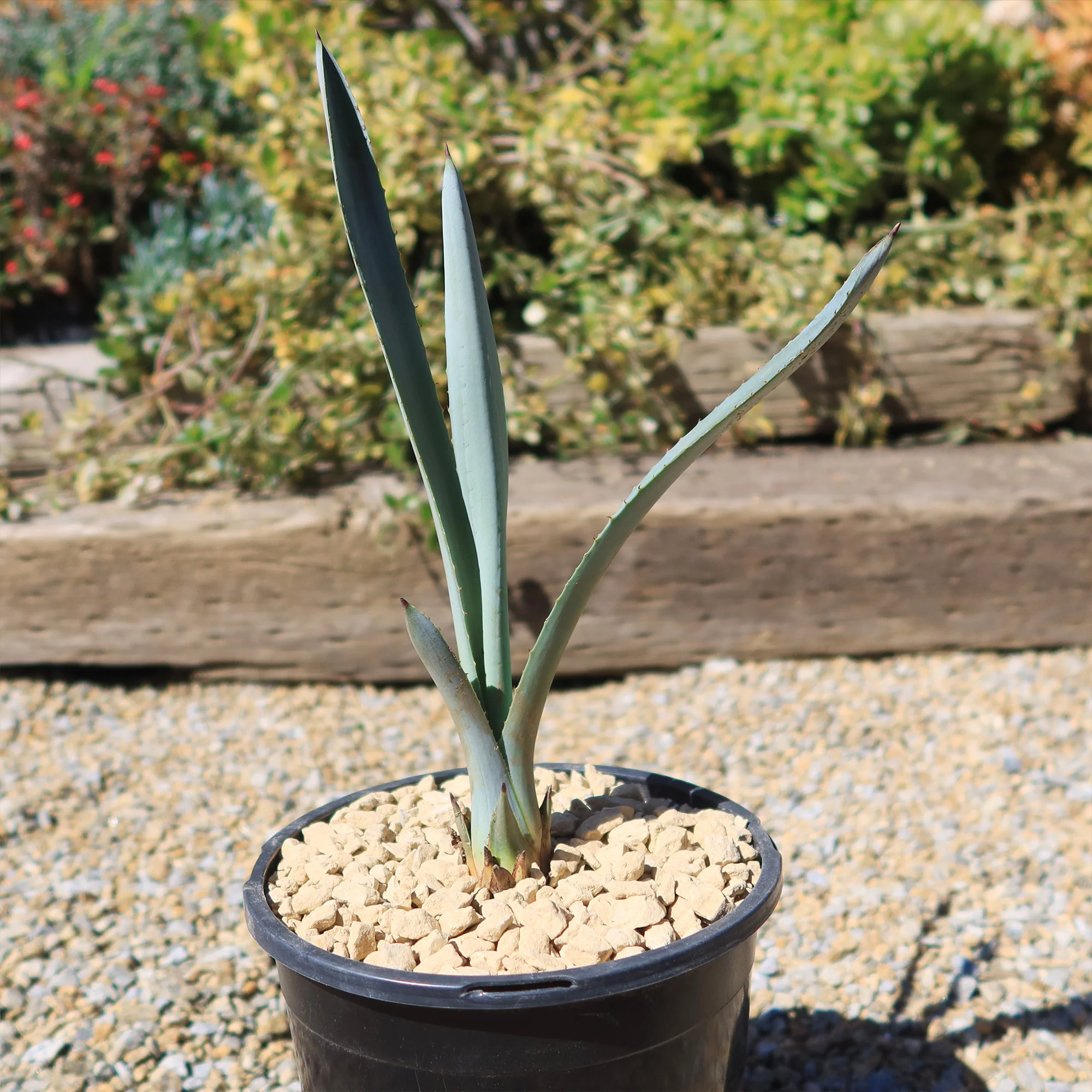 Blue agave - Agave Tequilana 'Tequila Plant'