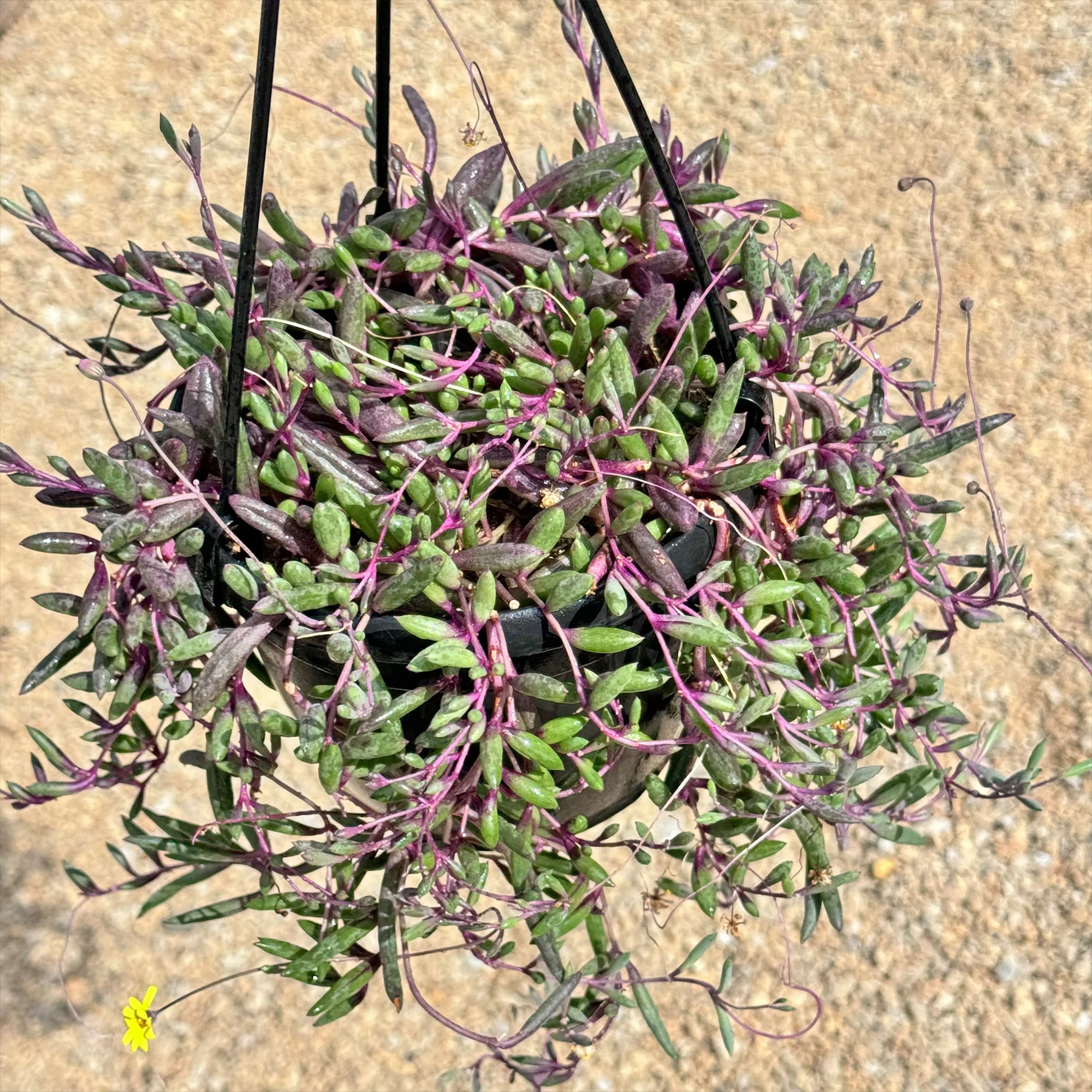 Ruby Necklace Plant 'Othonna capensis'