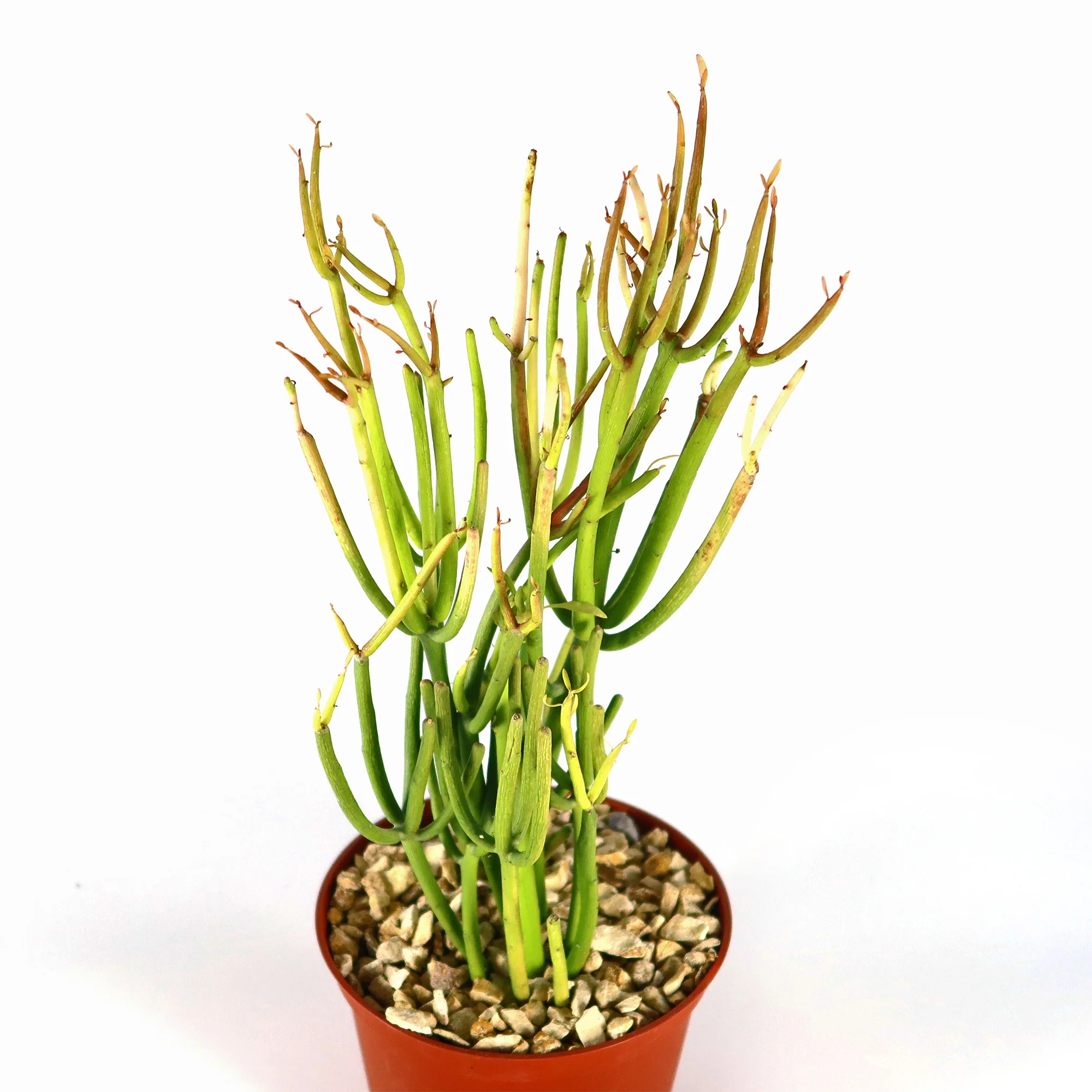 Pencil Cactus - Euphorbia tirucalli 'Firesticks'