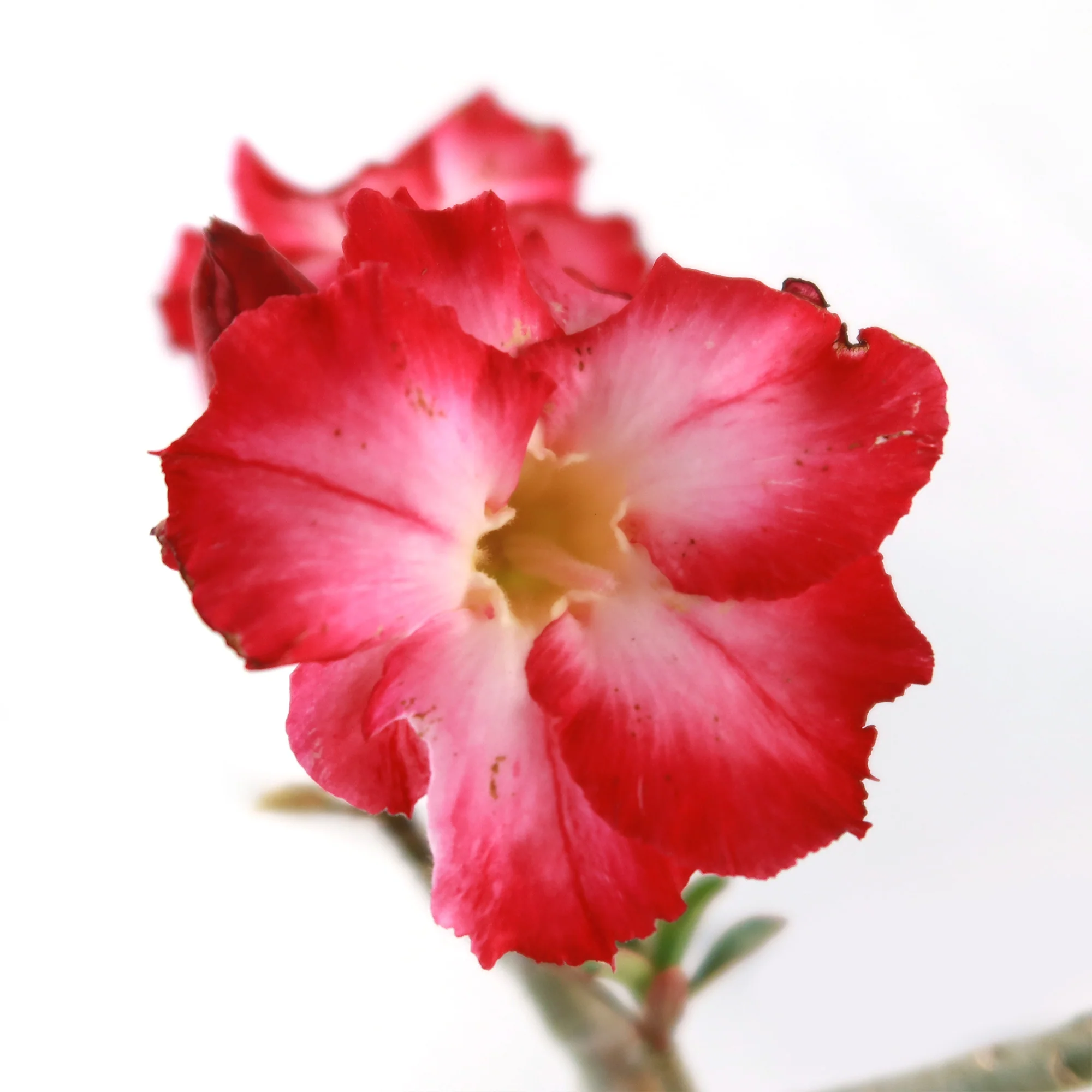 Desert Rose 'Adenium obesum'