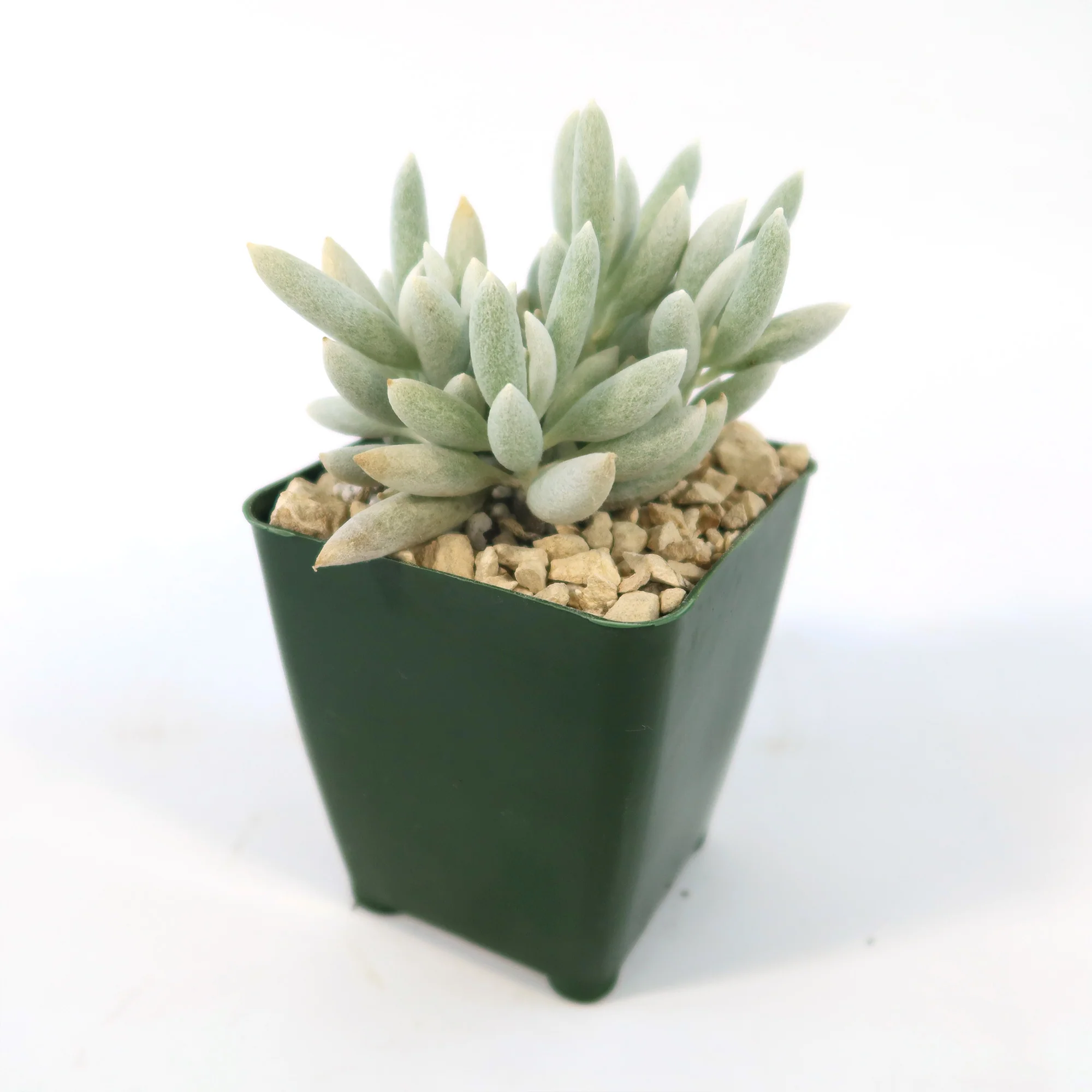 Cocoon Plant, Woolly Senecio - Senecio haworthii