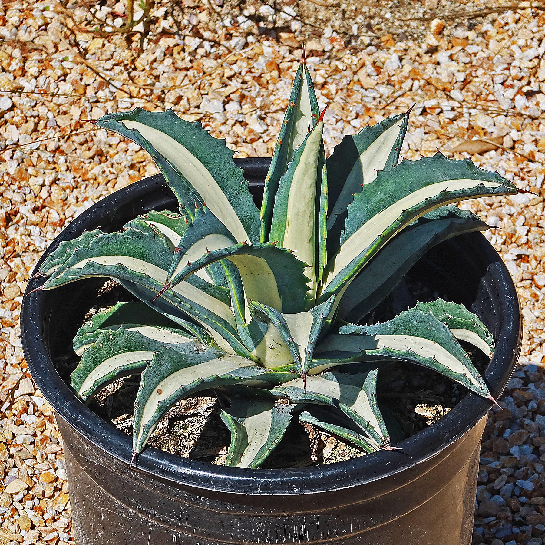 Agave mediopicta alba �C White Striped Century Plant