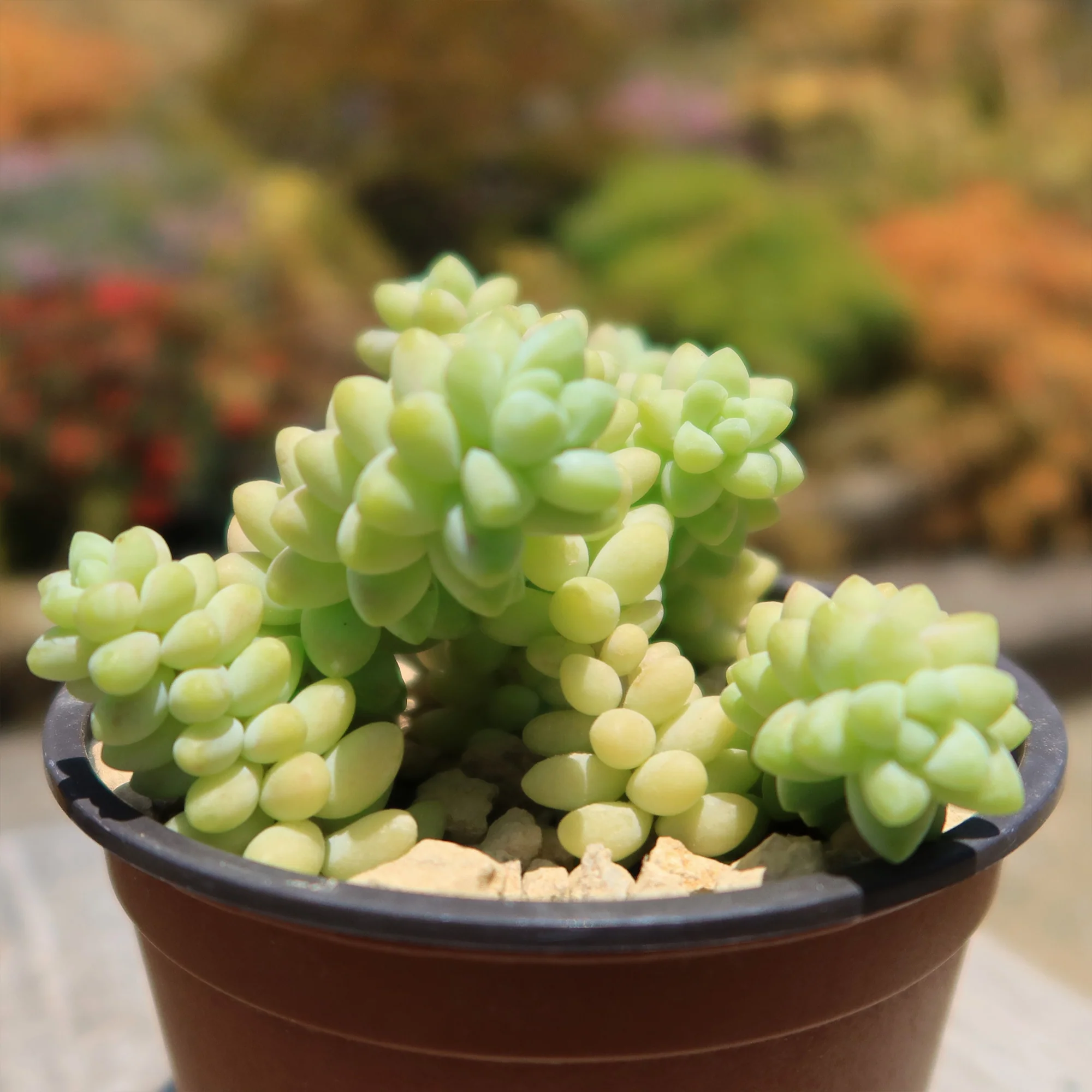 Burro��s Tail Succulent - Sedum morganianum ��Burrito��