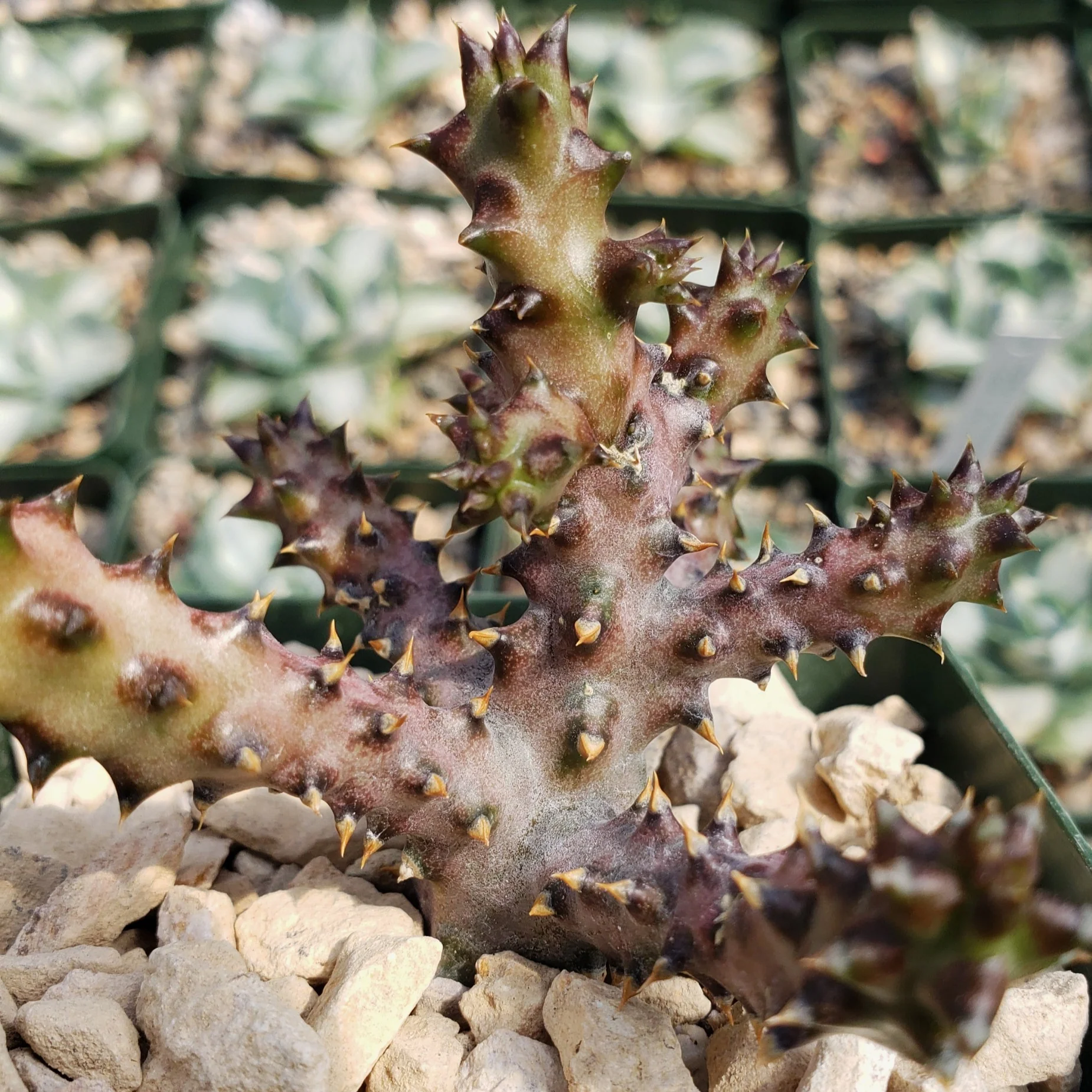 Persian Carpet Flower �C Edithcolea grandis