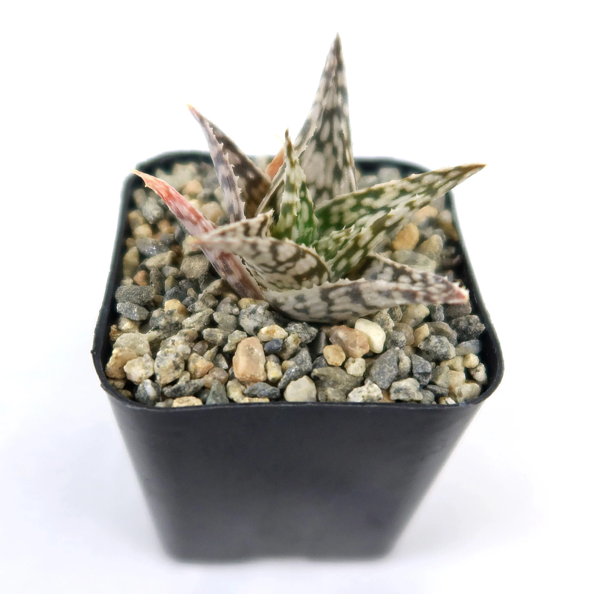 Aloe ��Blizzard��