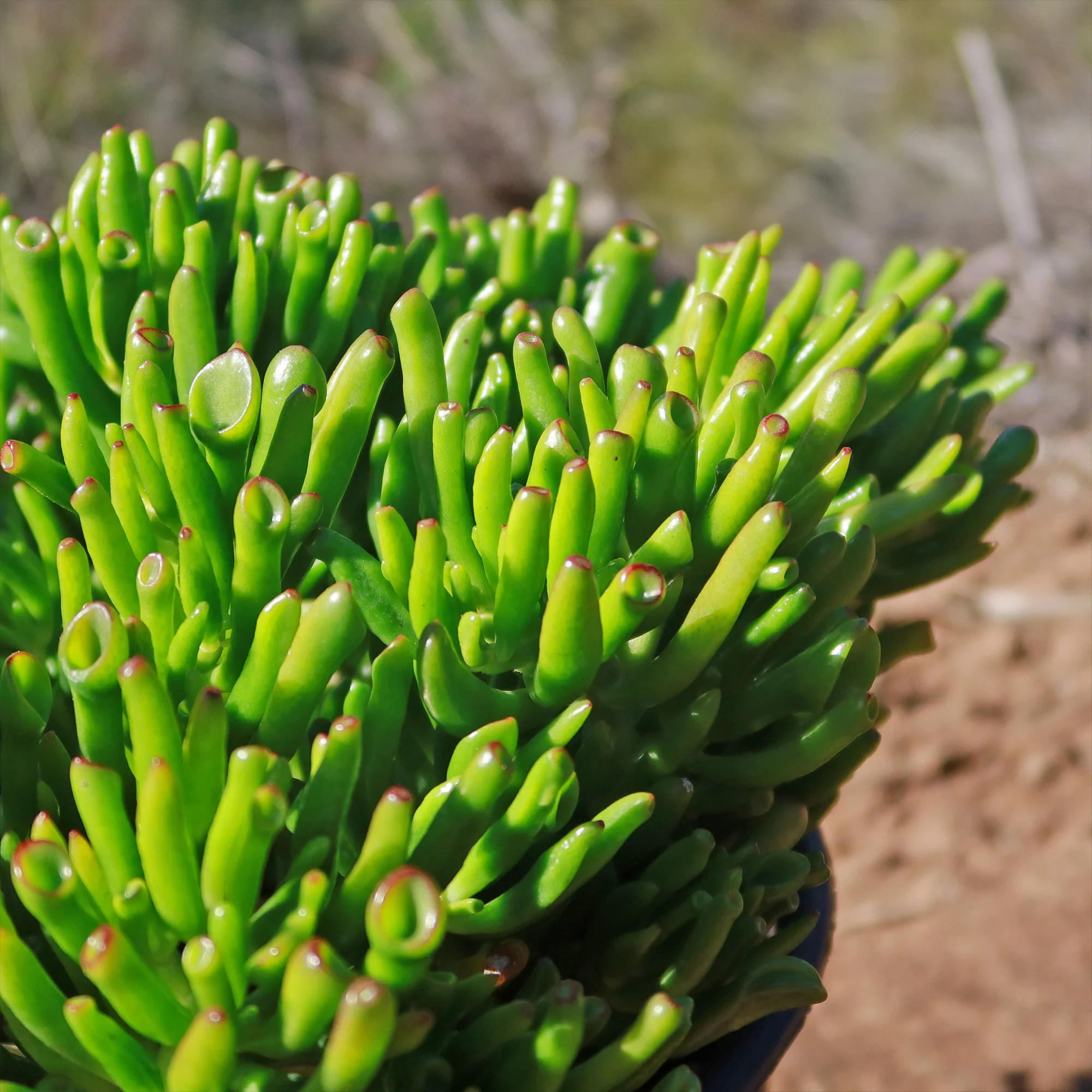 ET Fingers-Shrek Ears 'Crassula ovata Gollum Jade'