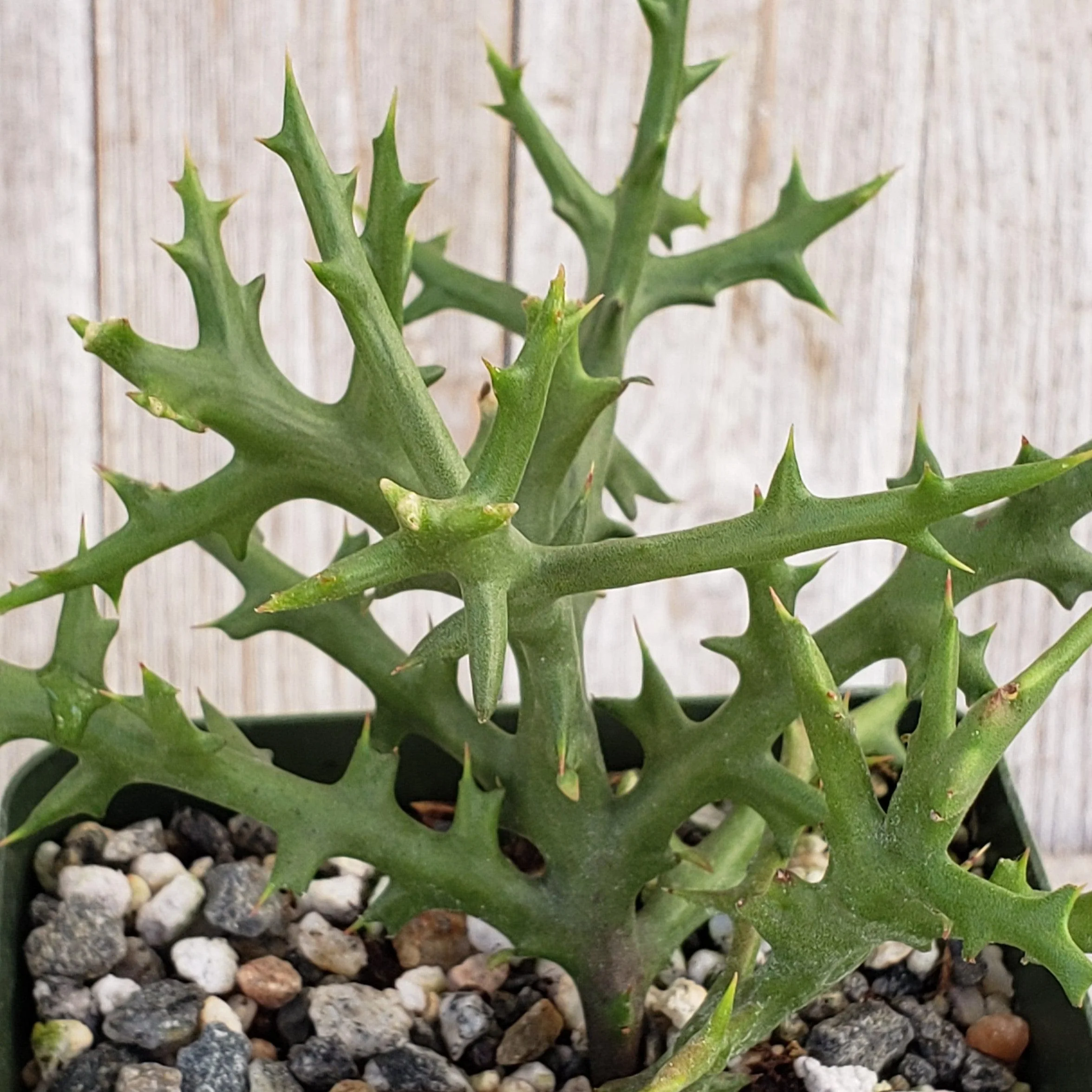 Euphorbia stenoclada