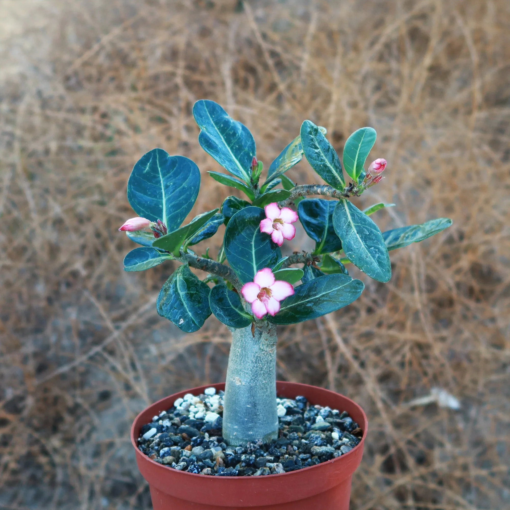 Desert Rose 'Adenium obesum'