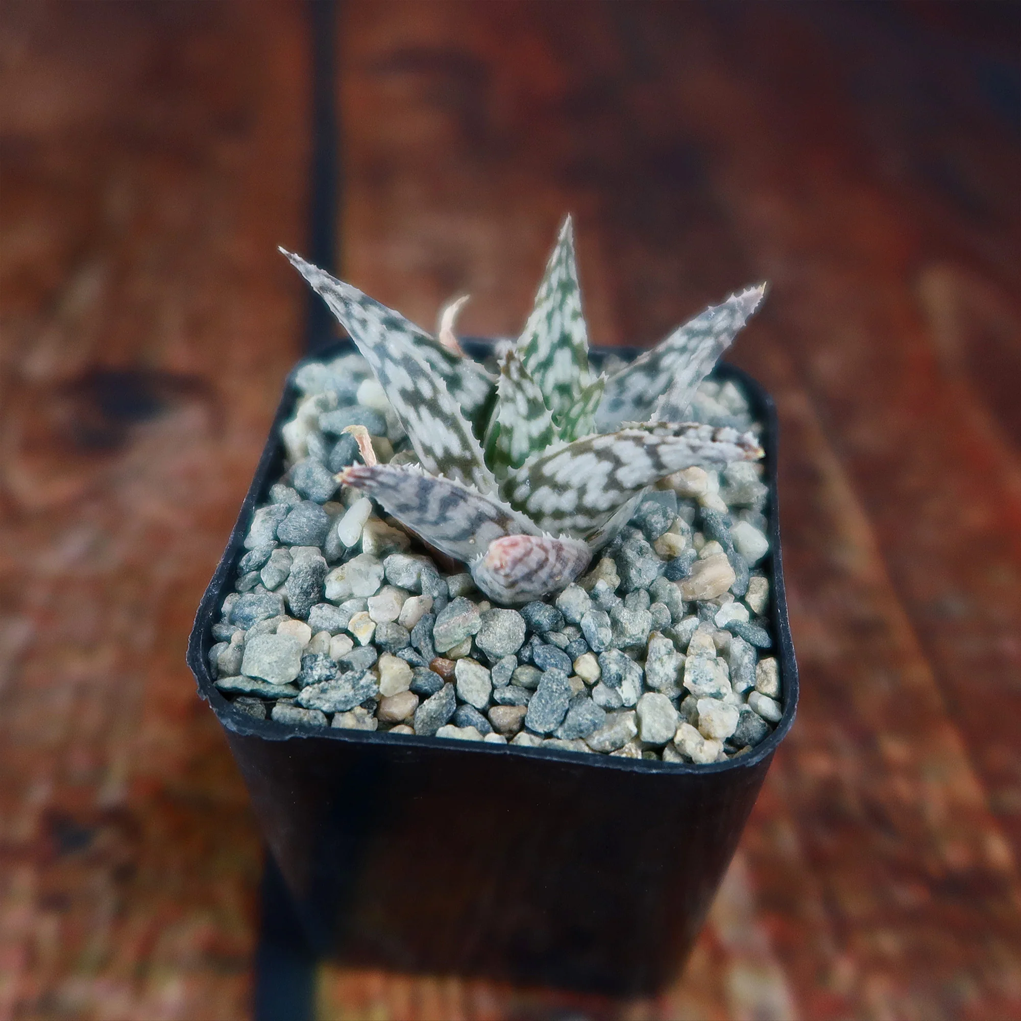 Aloe ��Blizzard��