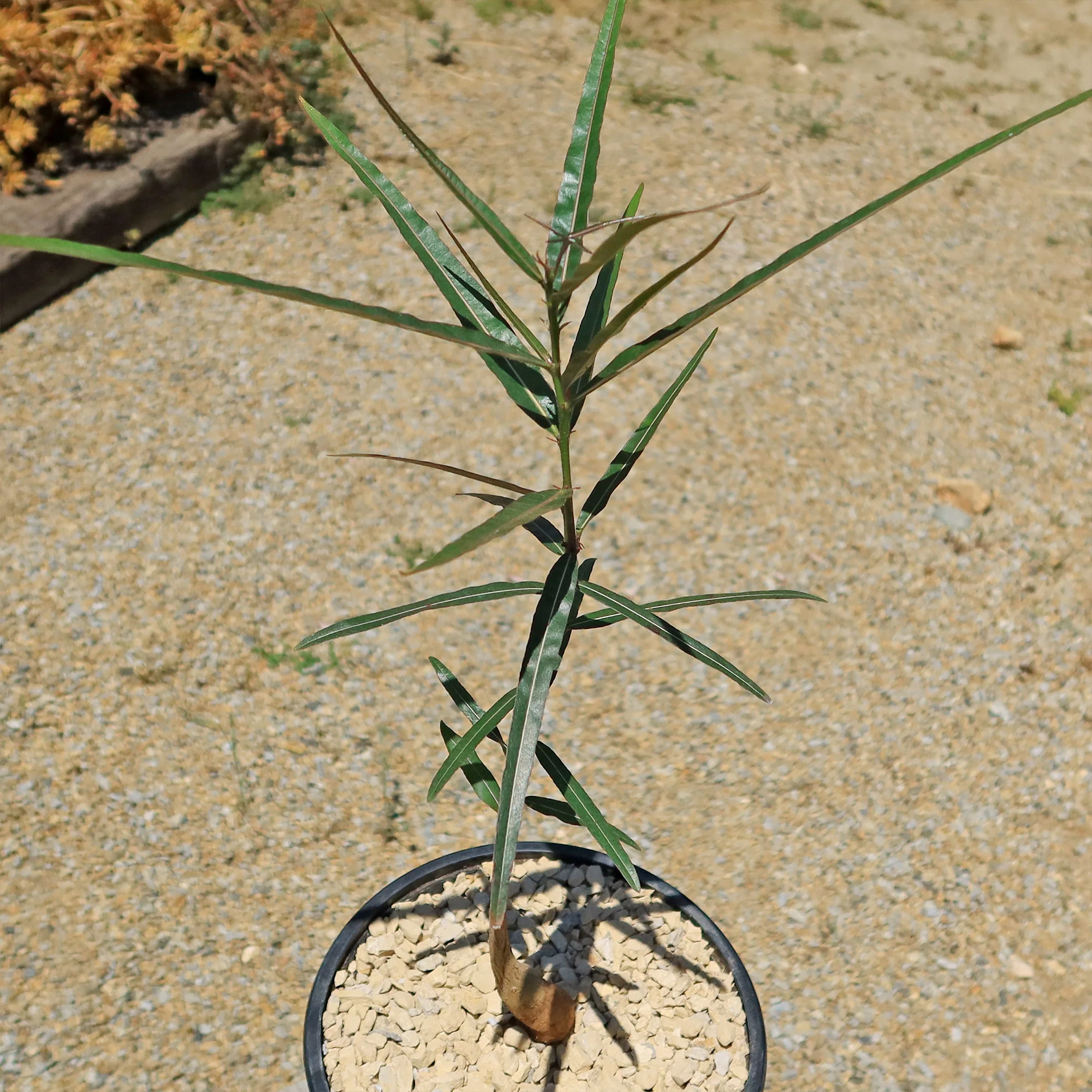 Queensland Bottle Tree 'Brachychiton rupestris'