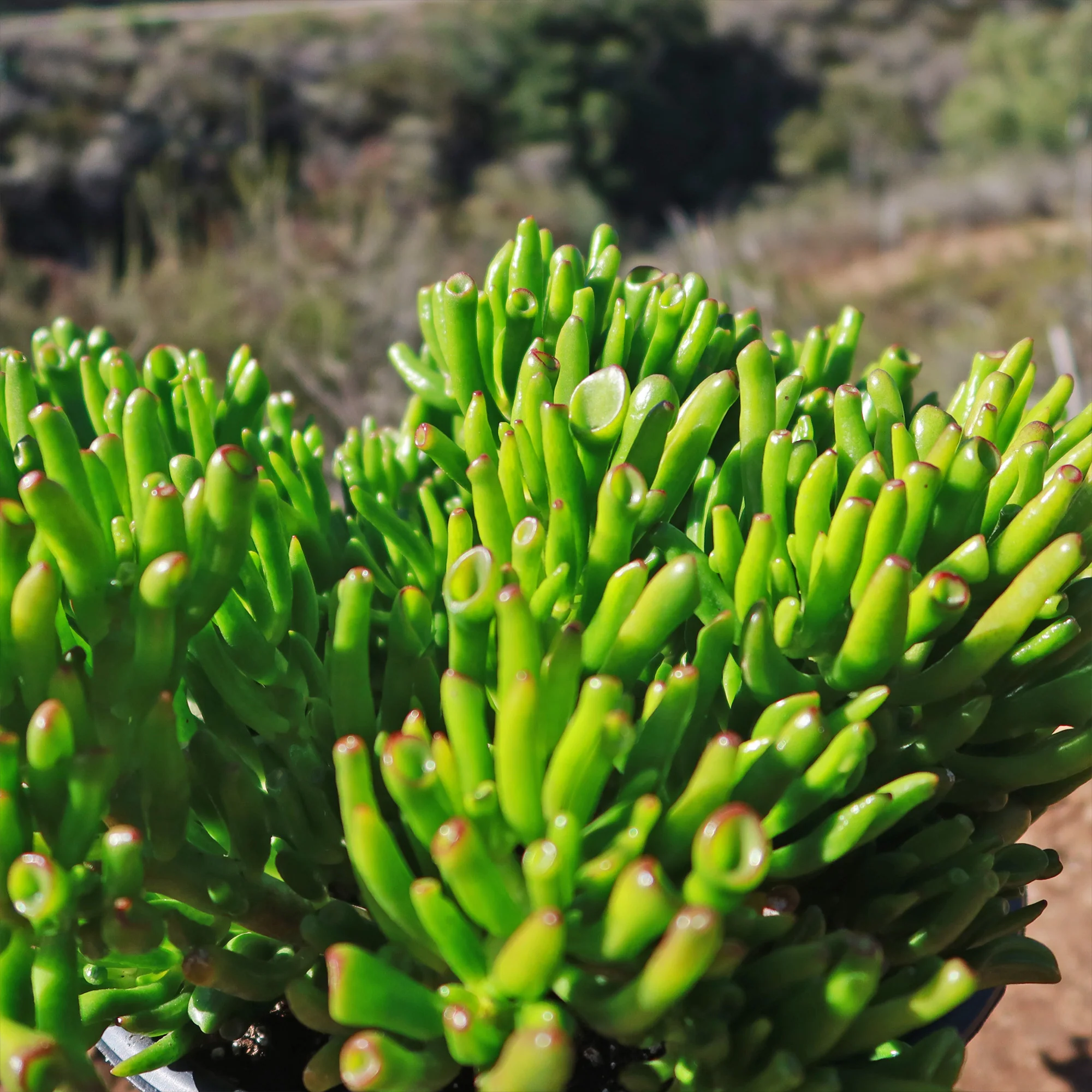 ET Fingers-Shrek Ears 'Crassula ovata Gollum Jade'
