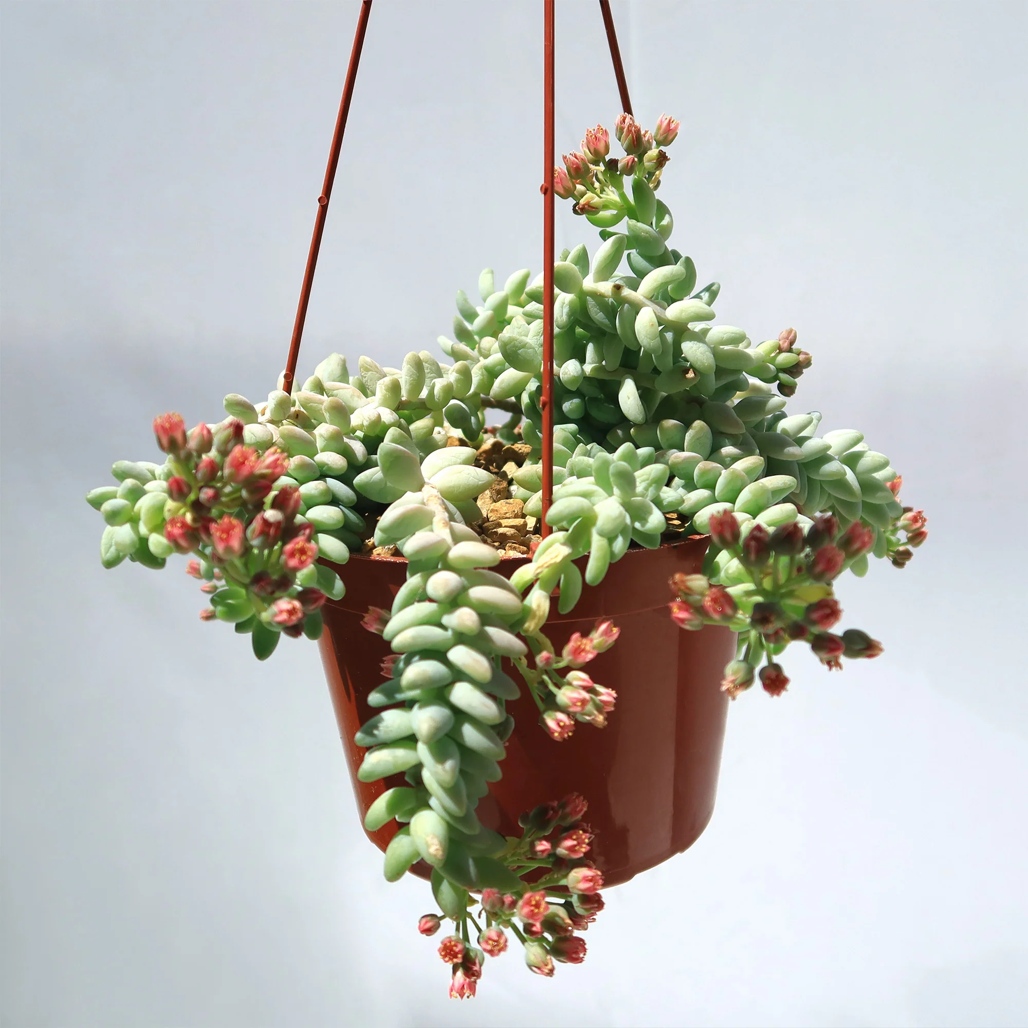 Burro��s Tail Succulent - Sedum morganianum ��Burrito��