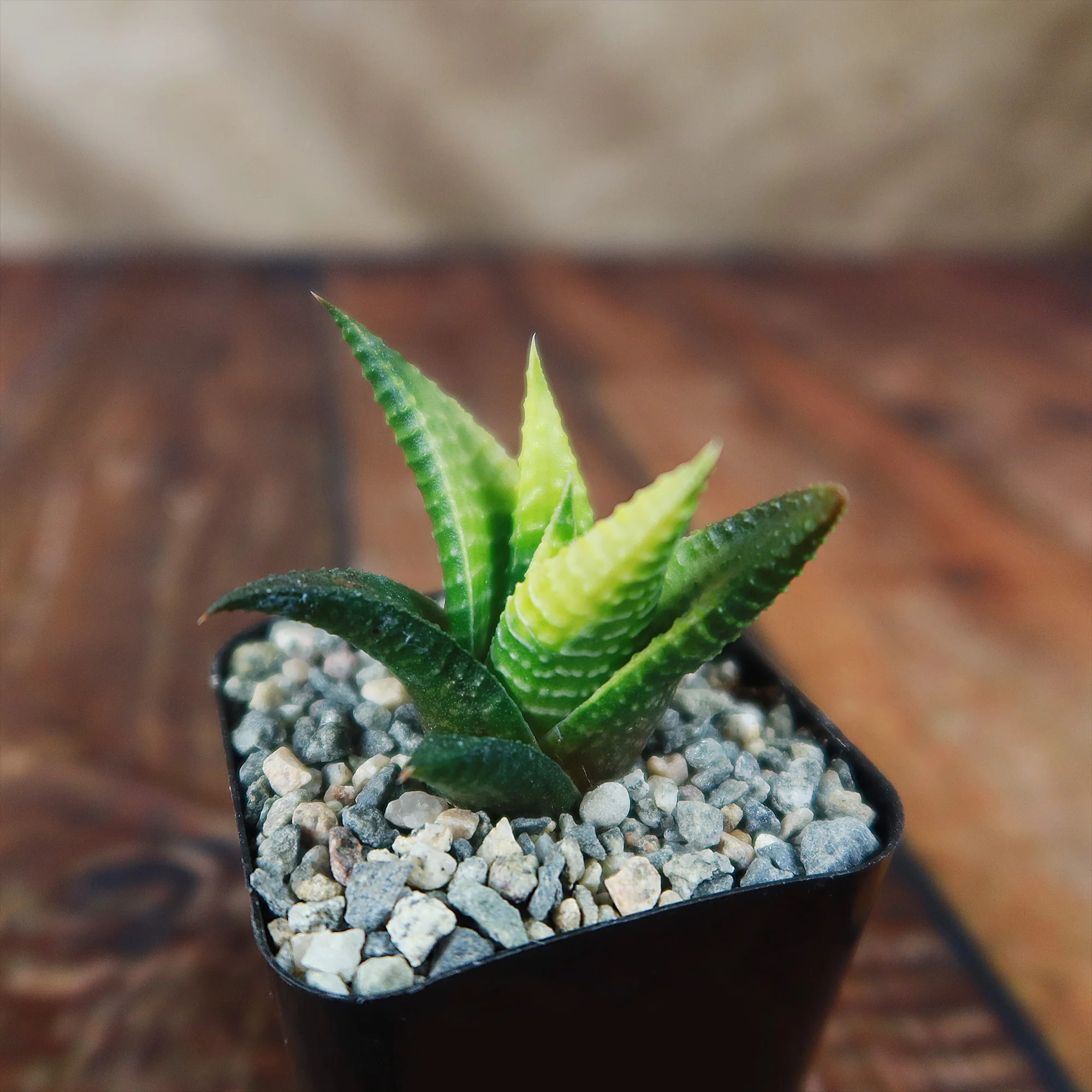 Haworthia limifolia variegata