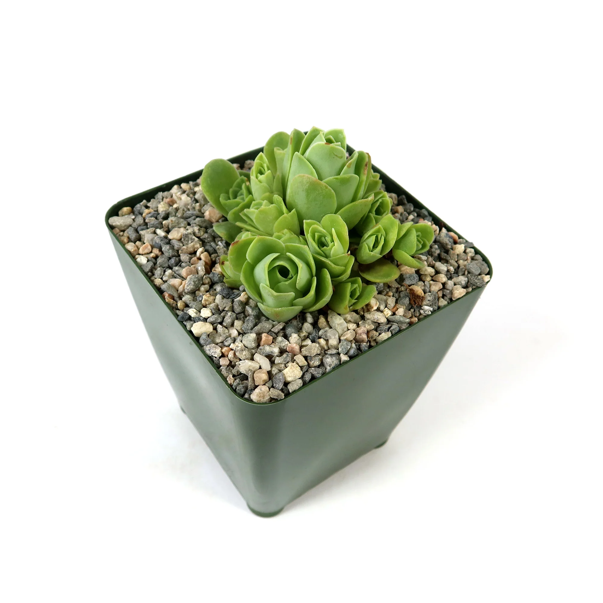 Mountain Rose Succulent ��Aeonium dodrantale�� (Greenovia dodrantalis)
