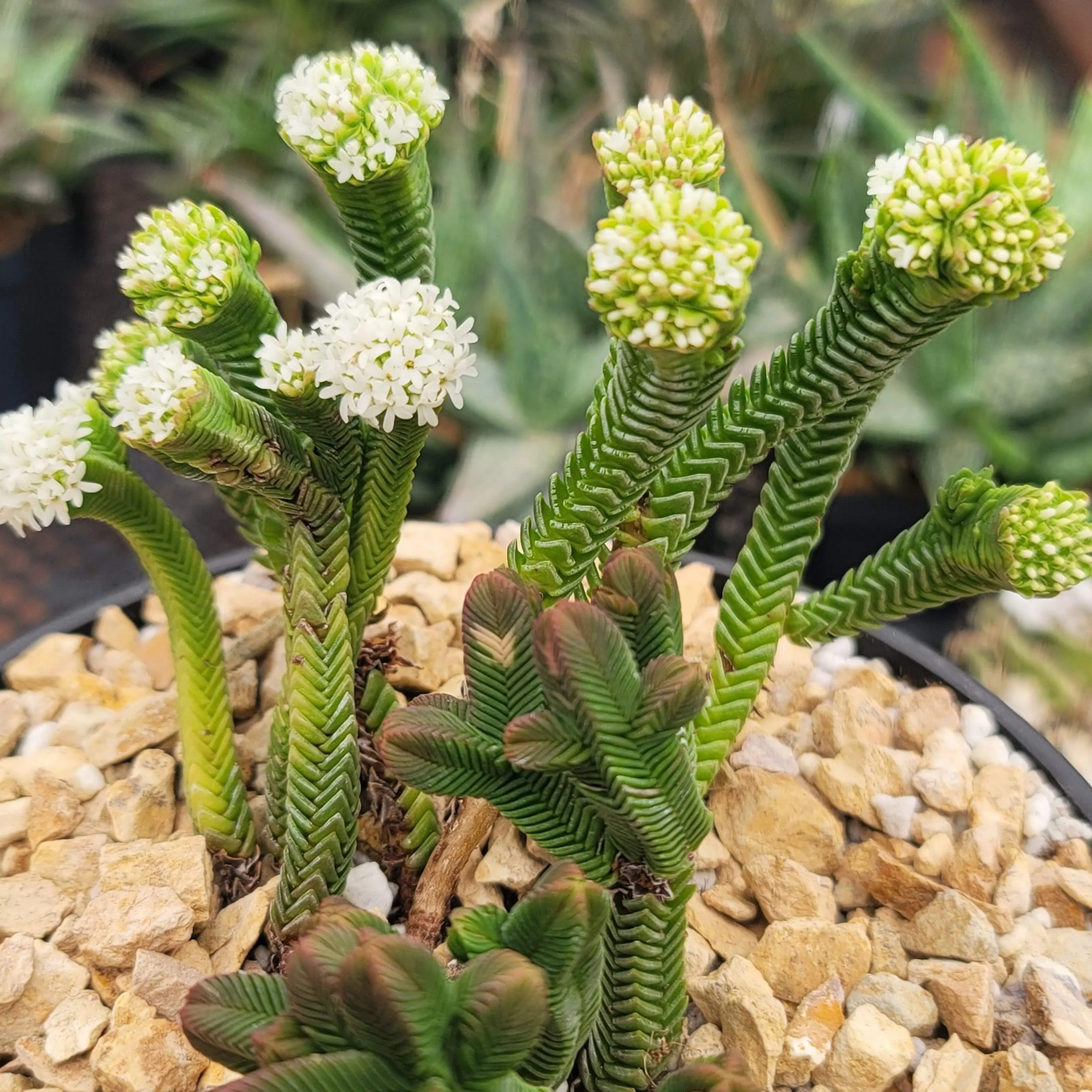 Pagoda Mini Jade ��Crassula pyramidalis��