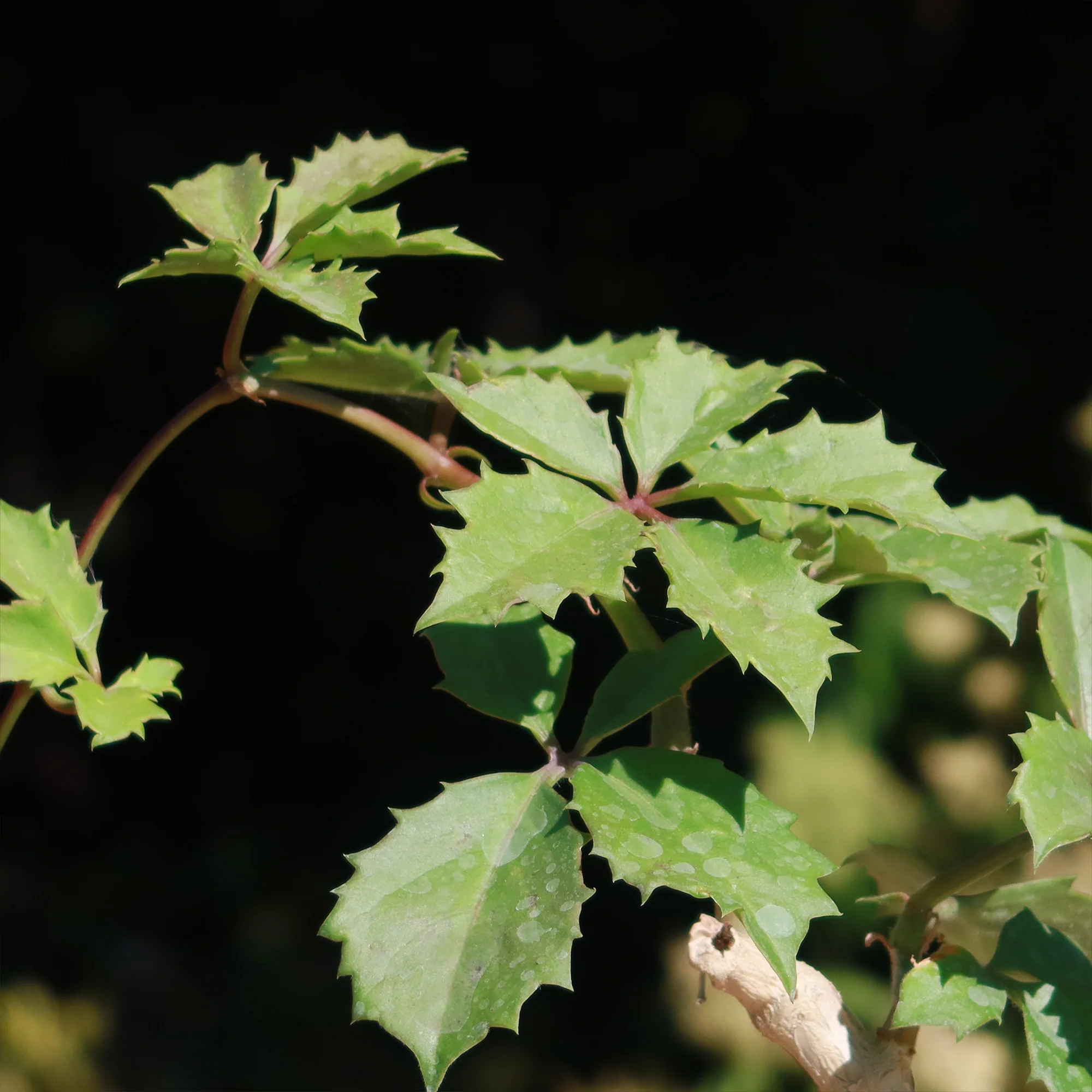 Cyphostemma cirrhosum