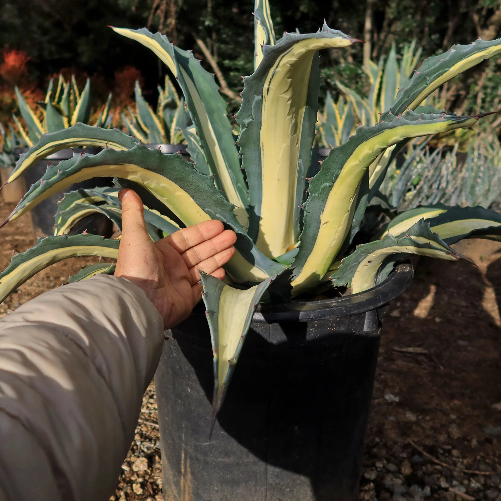 Agave mediopicta alba �C White Striped Century Plant