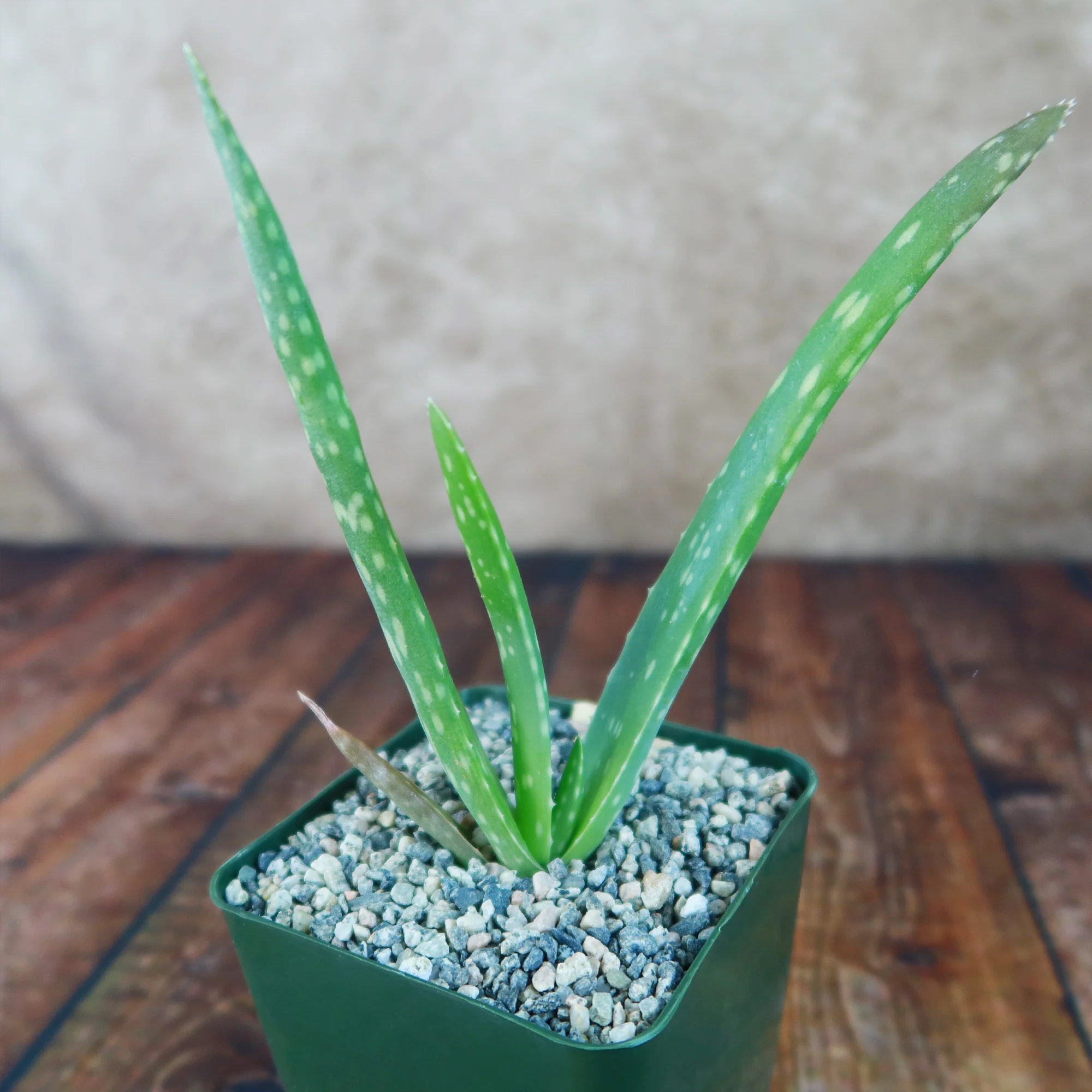 Aloe Vera - Aloe?barbadensis 'miller'