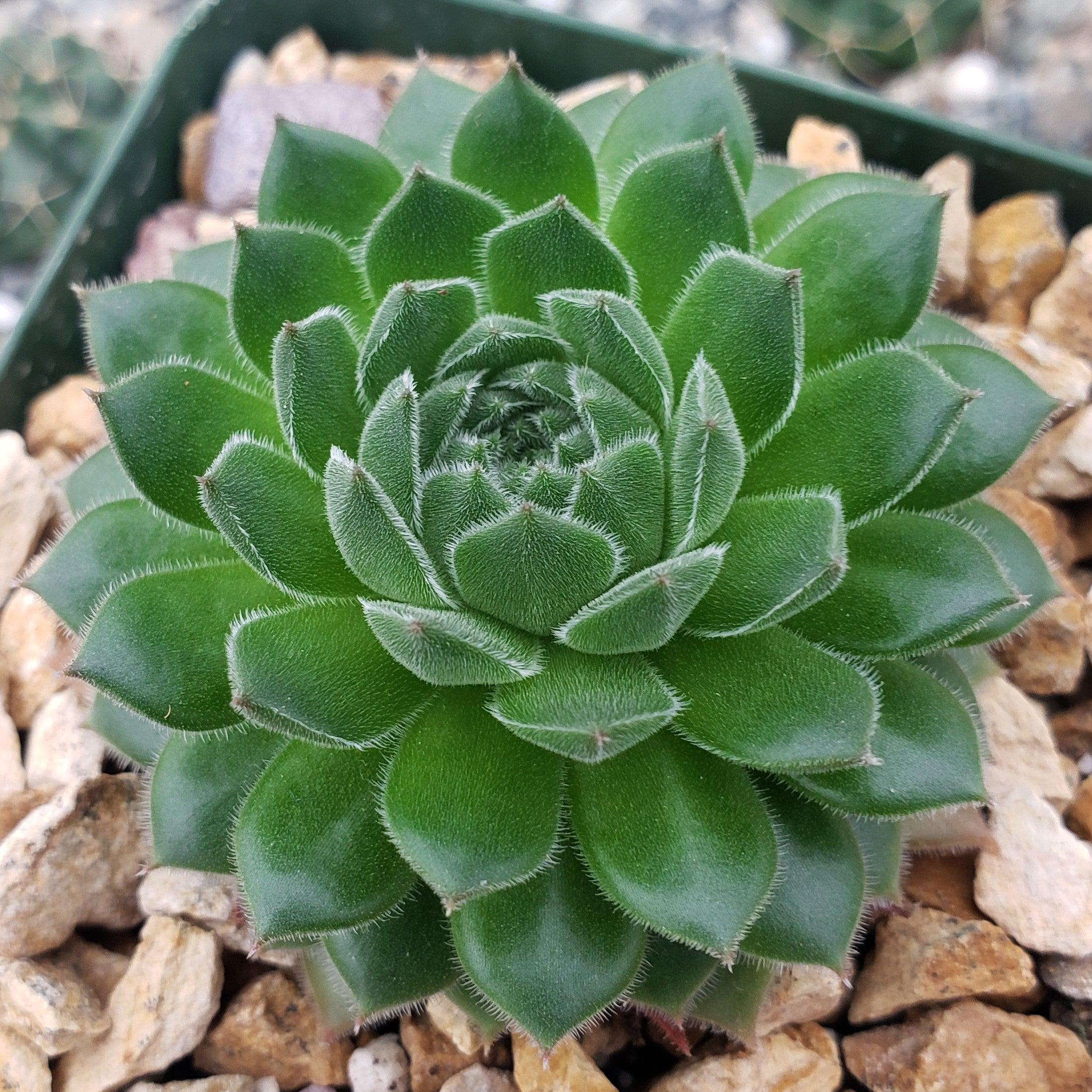 Common Houseleek - Sempervivum tectorum 'Hens and Chicks'