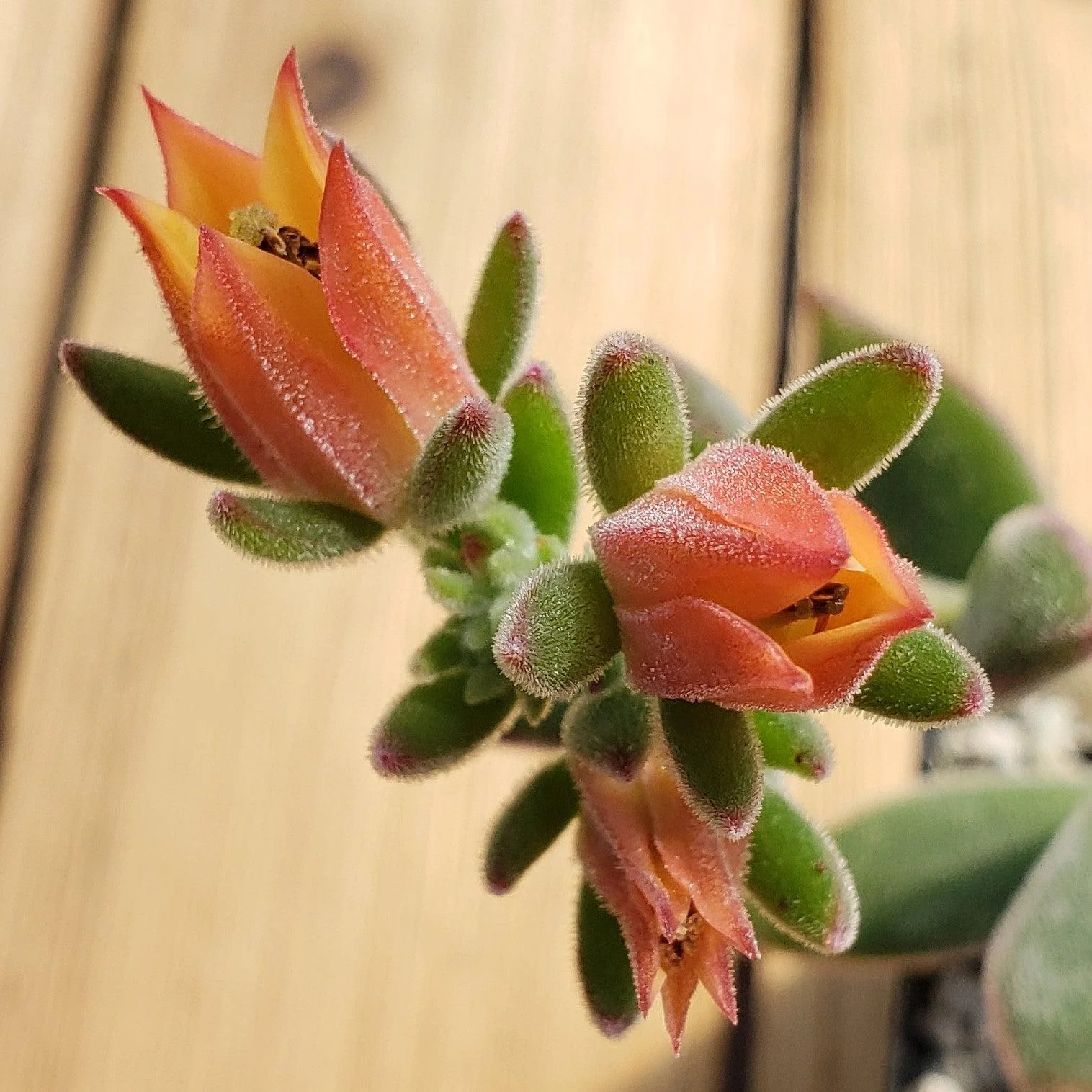 Ruby Slipper Succulent ��Echeveria harmsii��