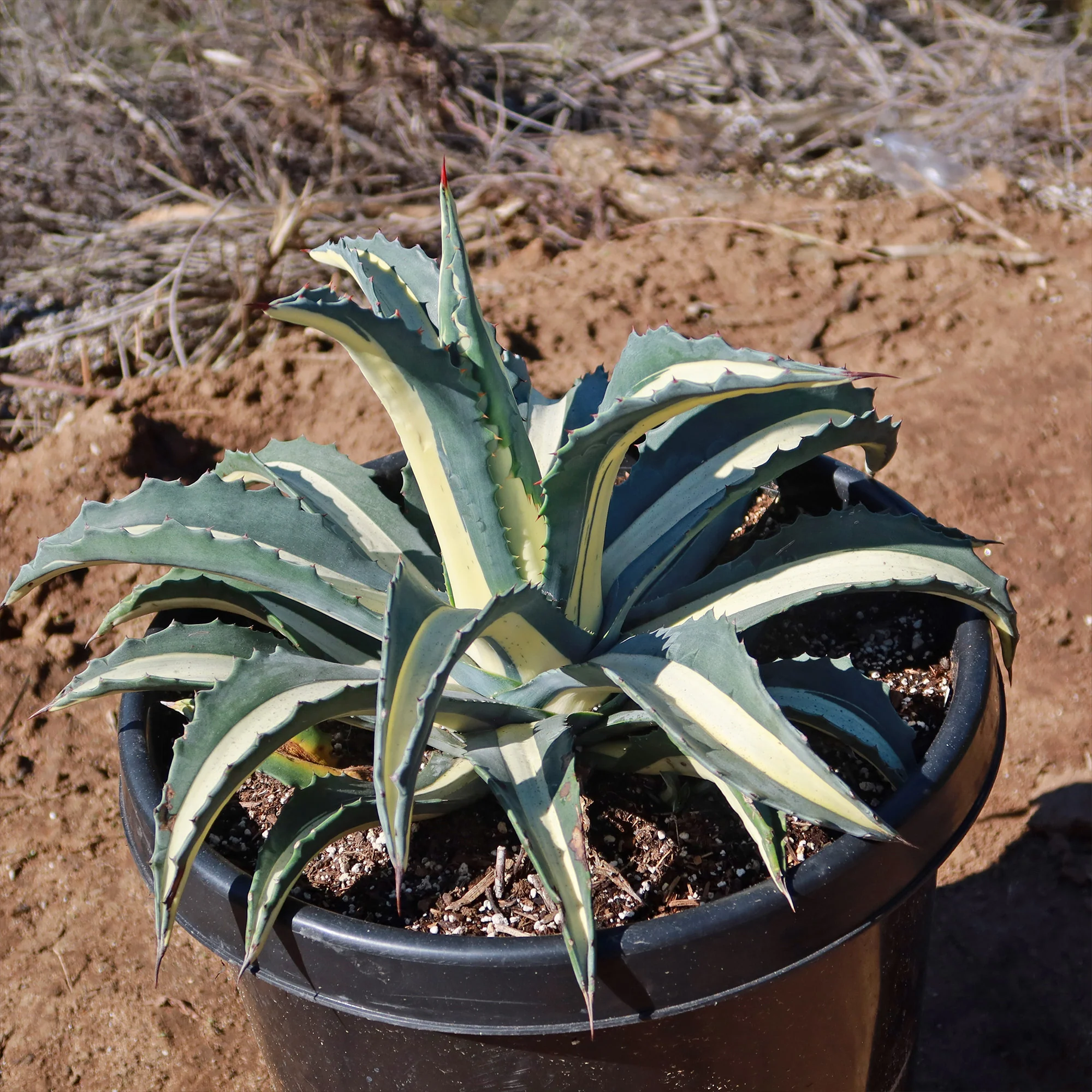 Agave mediopicta alba �C White Striped Century Plant