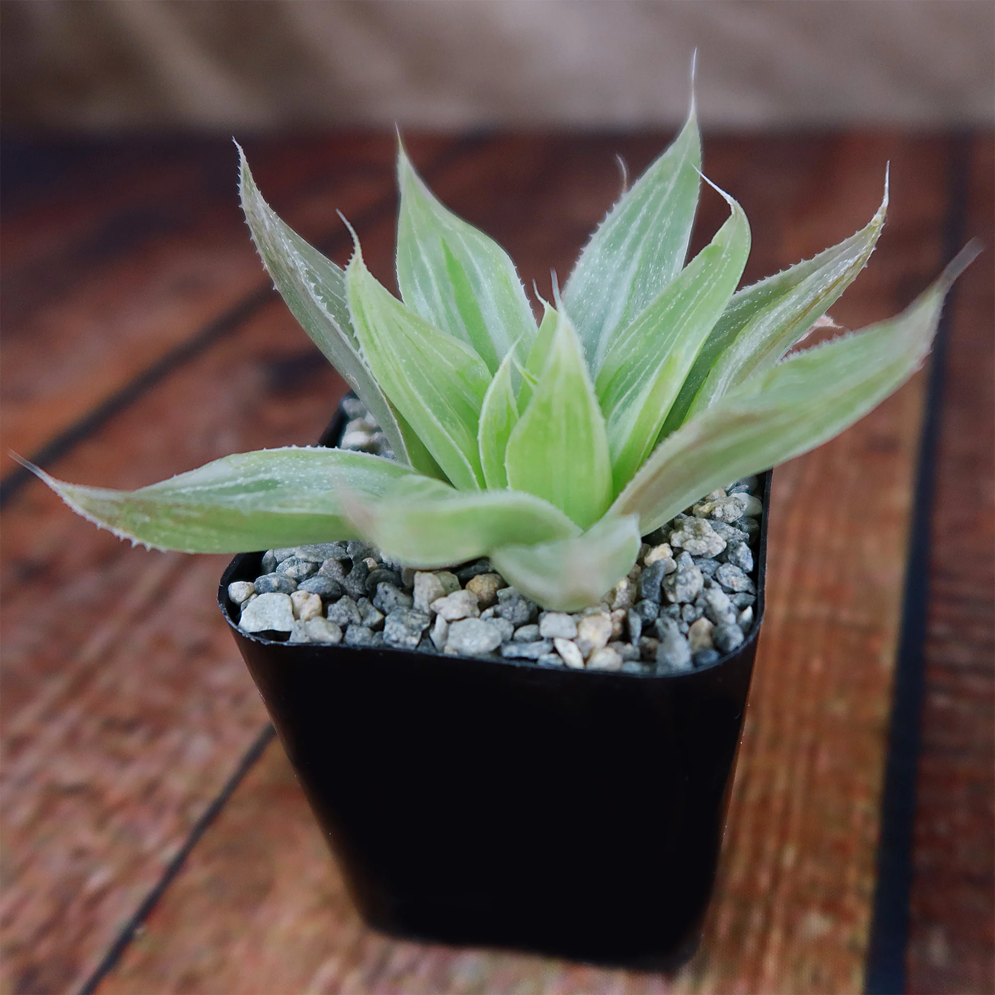 Haworthia  White Ghost