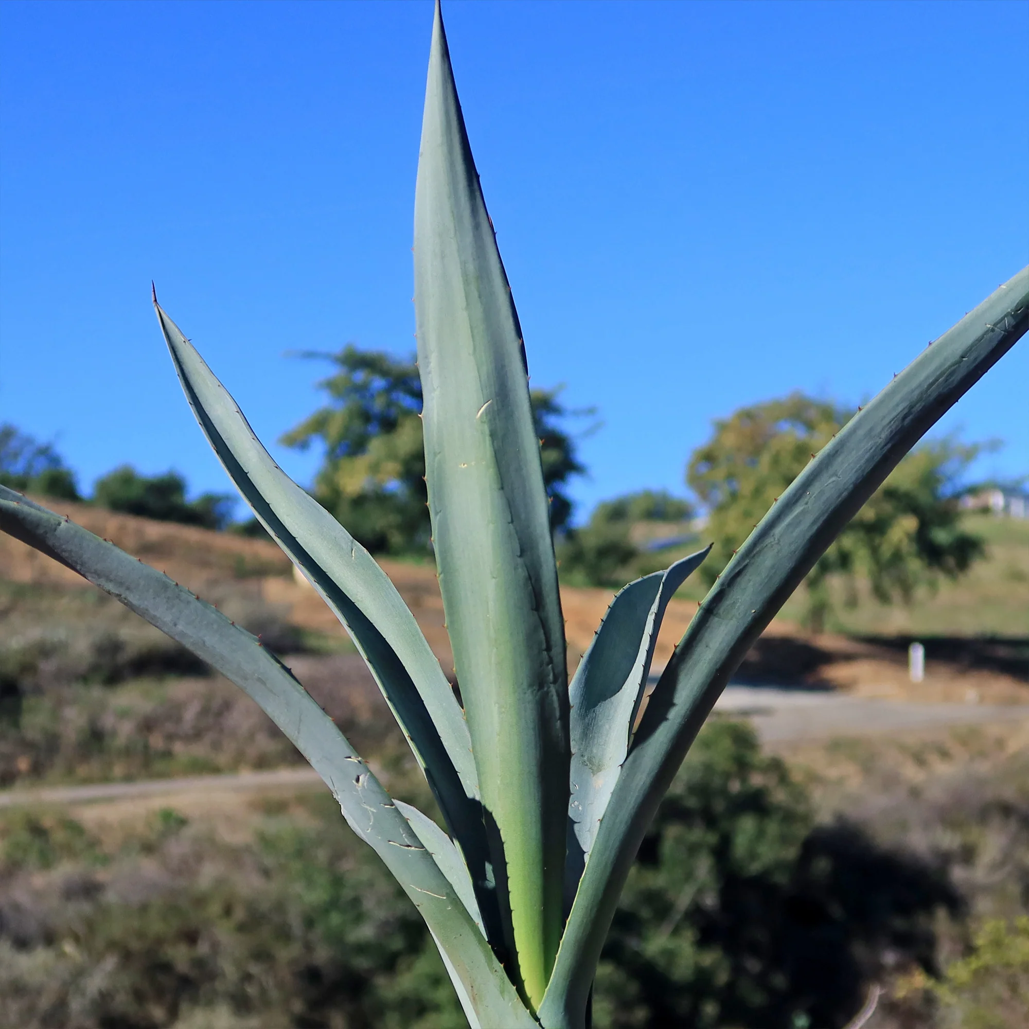 Blue agave - Agave Tequilana 'Tequila Plant'