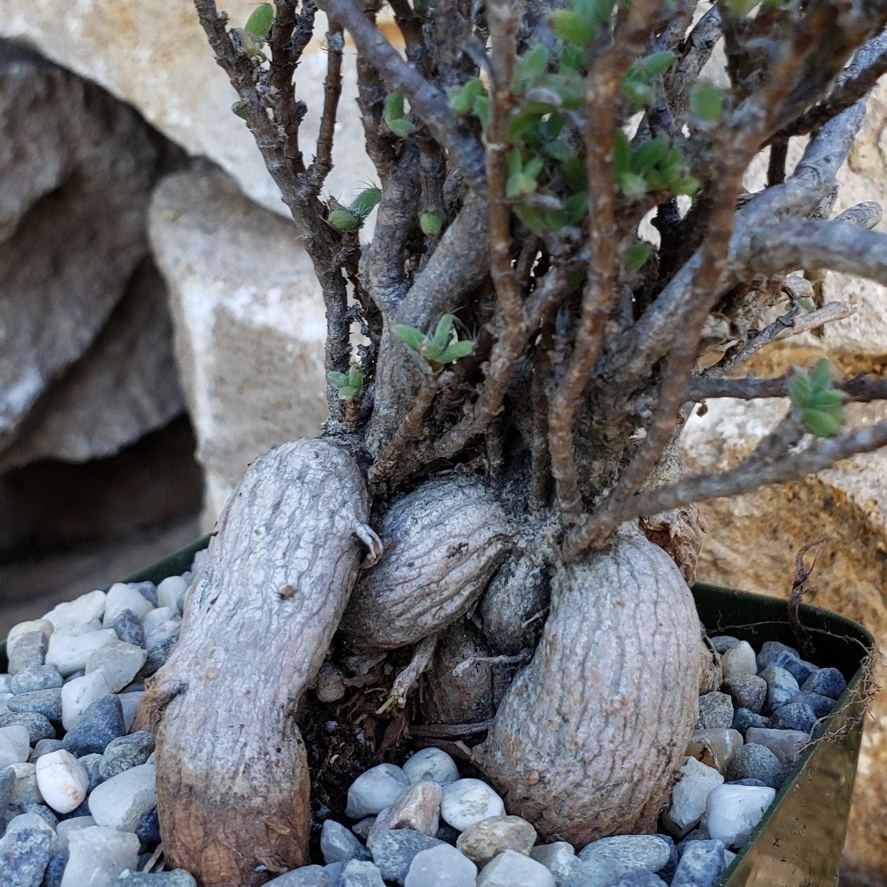 Trichodiadema bulbosom