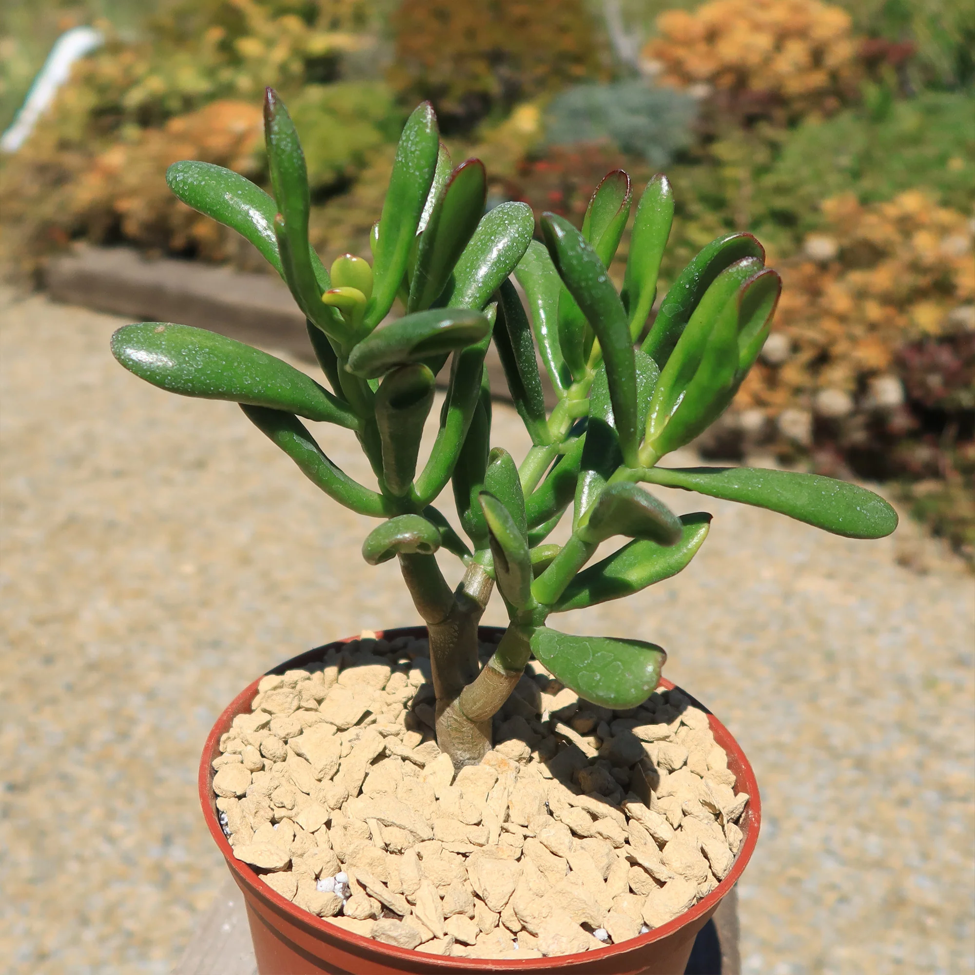 Jade Bonsai Tree -  Crassula ovata 'Hobbit'