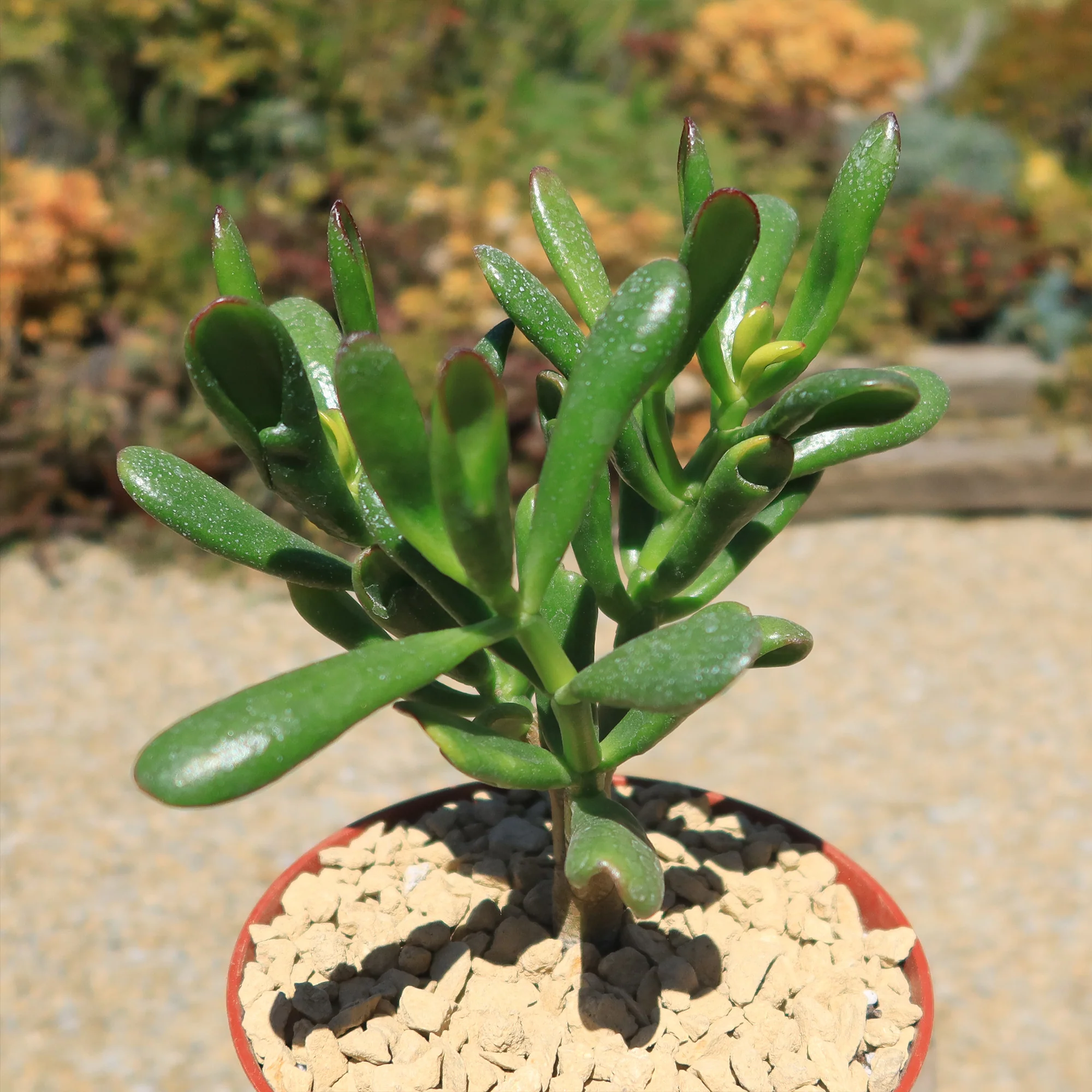 Jade Bonsai Tree -  Crassula ovata 'Hobbit'