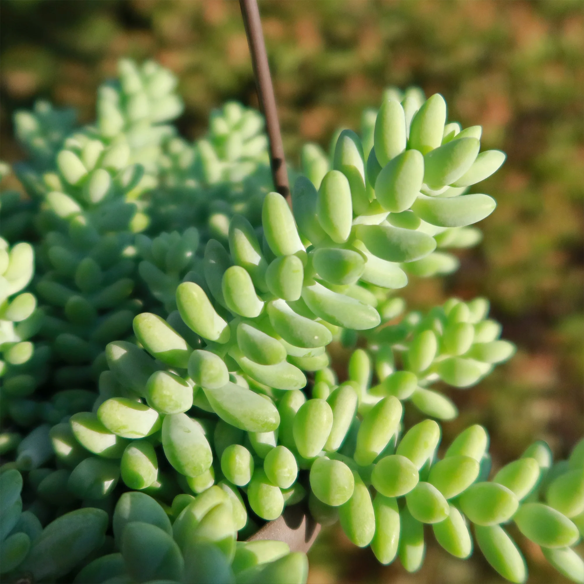 Burro��s Tail Succulent - Sedum morganianum ��Burrito��