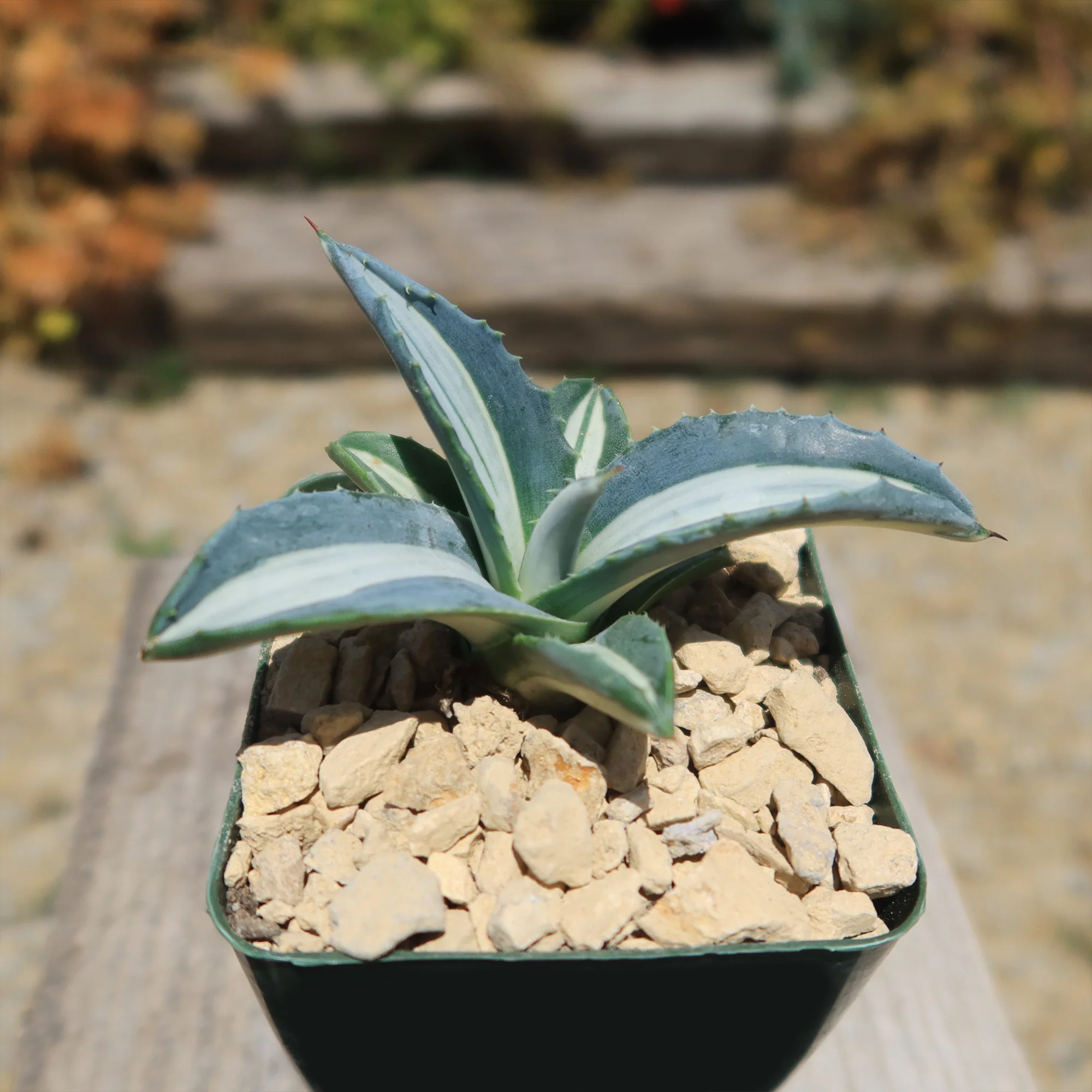Agave mediopicta alba �C White Striped Century Plant